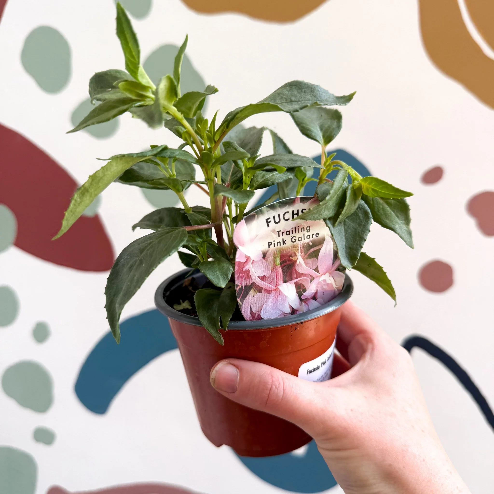 Fuchsia 'Pink Galore' - Trailing Fuchsia - British Grown - Image 2