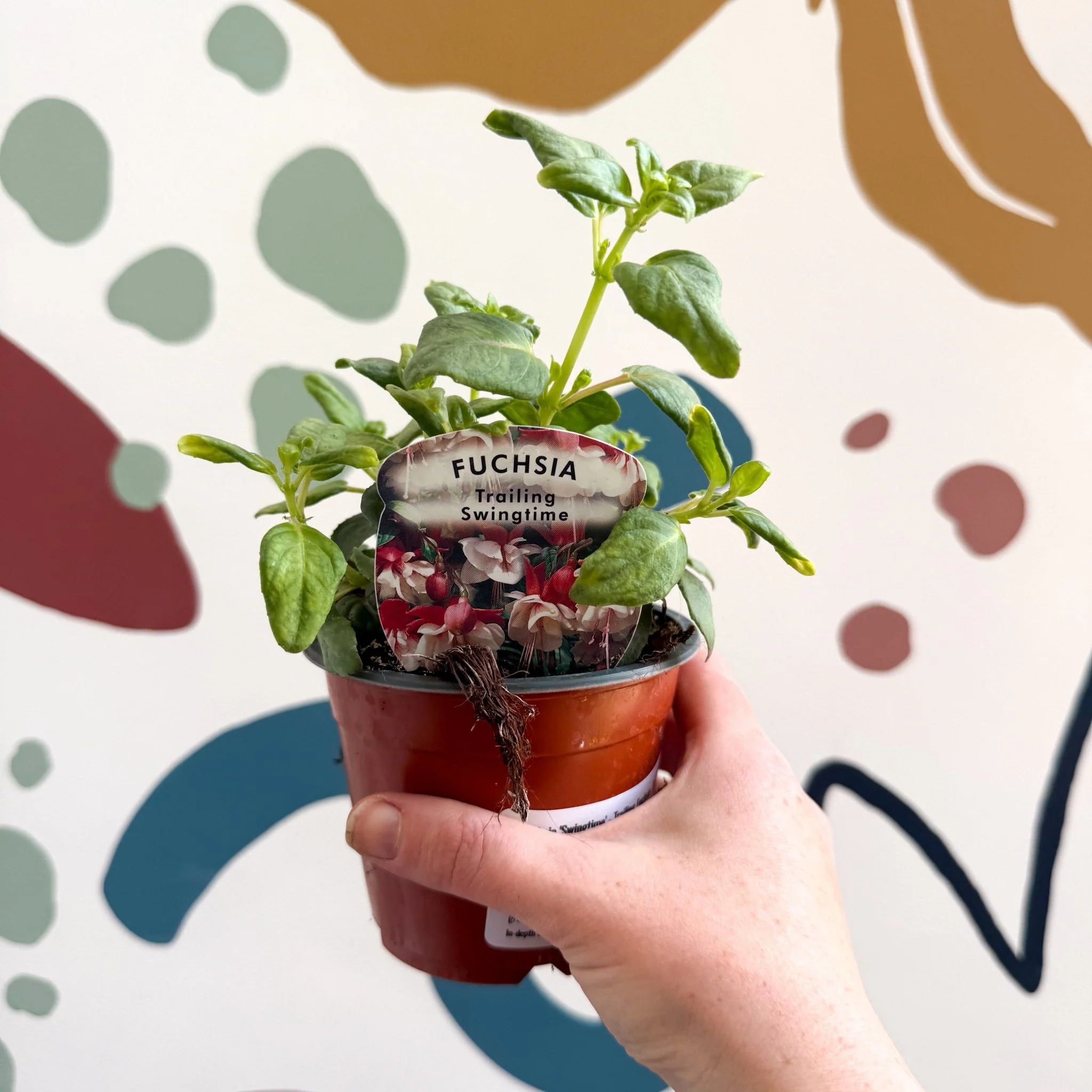 Fuchsia 'Swingtime' - Trailing Fuchsia - British Grown
