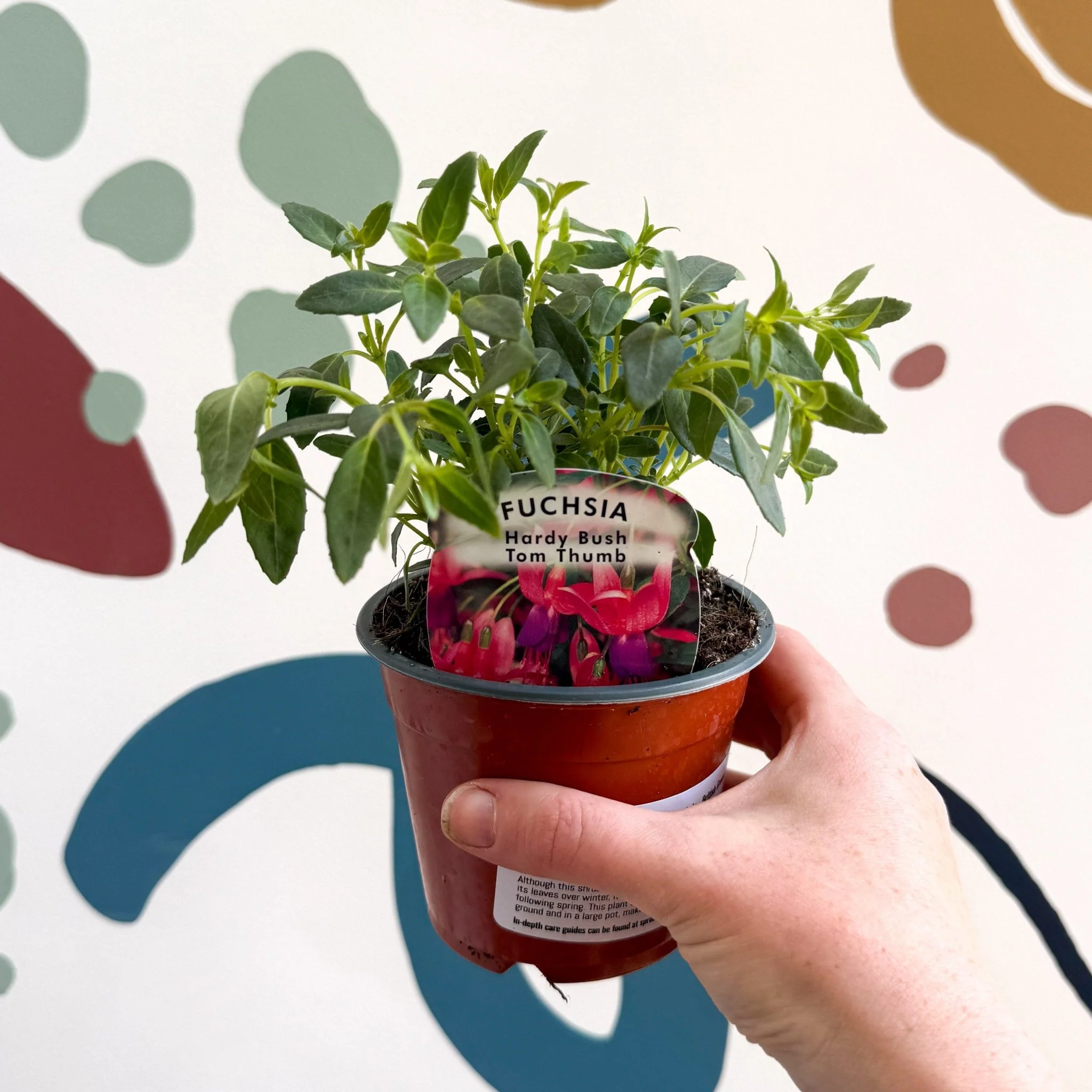 Fuchsia 'Tom Thumb' - Hardy Bush Fuchsia - British Grown