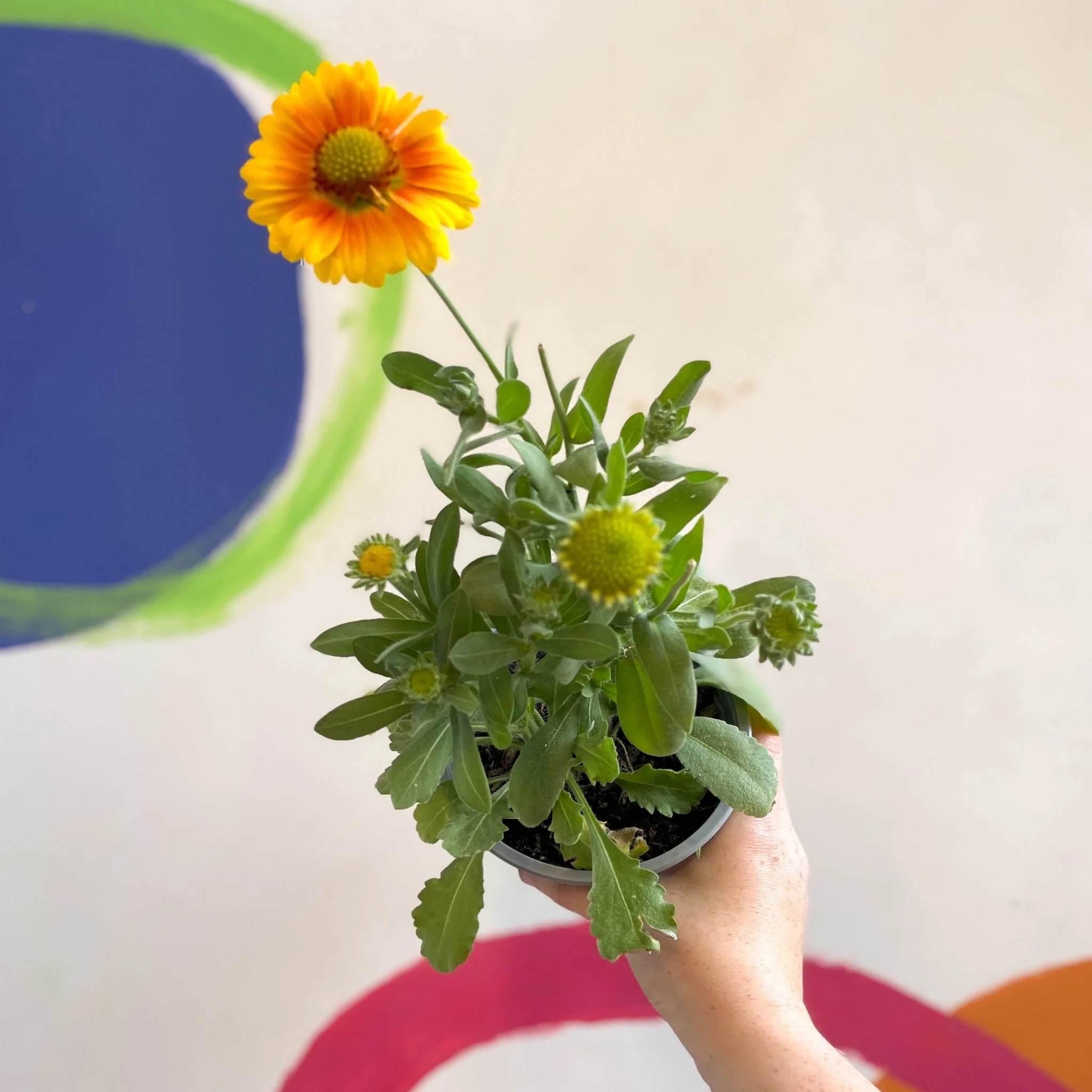 Gaillardia aristata 'Arizona Apricot' - Blanket Flower - British Grown - Image 9