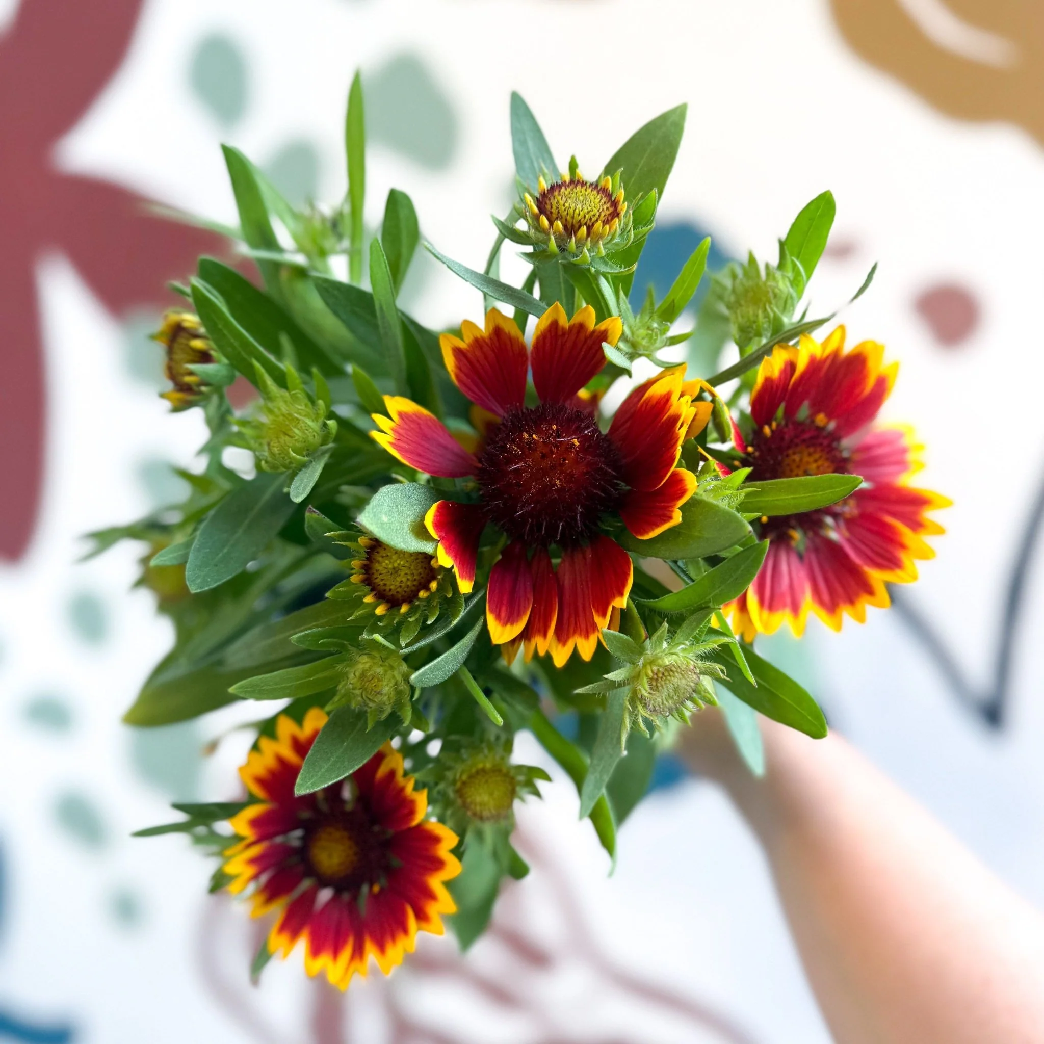 Gaillardia aristata 'Sunrita Red Yellow Tip' - Blanket Flower - British Grown