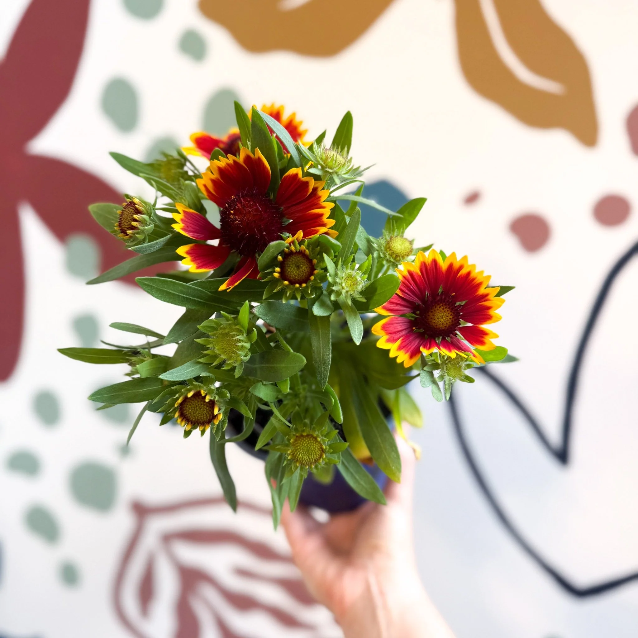 Gaillardia aristata 'Sunrita Red Yellow Tip' - Blanket Flower - British Grown - Image 2