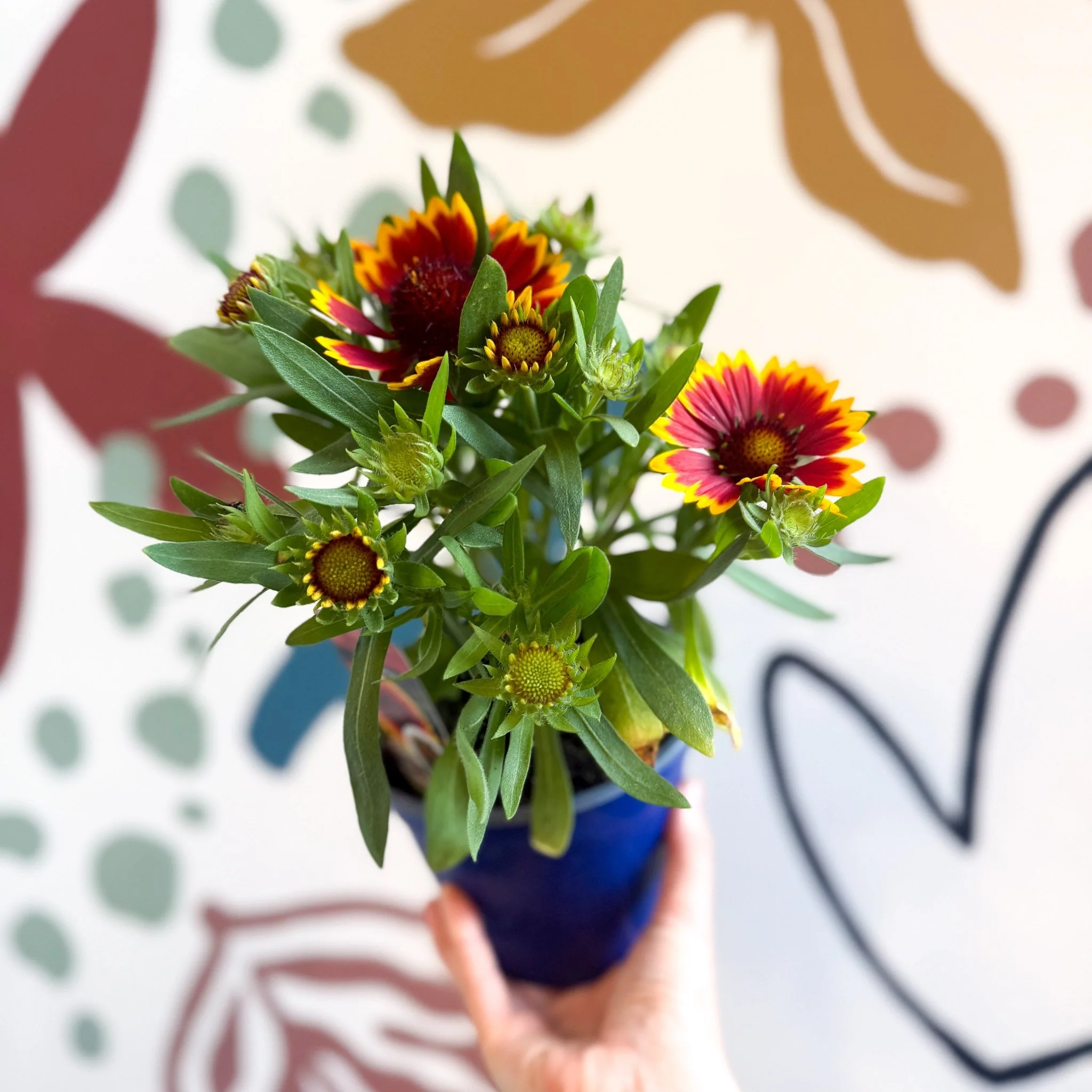Gaillardia aristata 'Sunrita Red Yellow Tip' - Blanket Flower - British Grown - Image 6