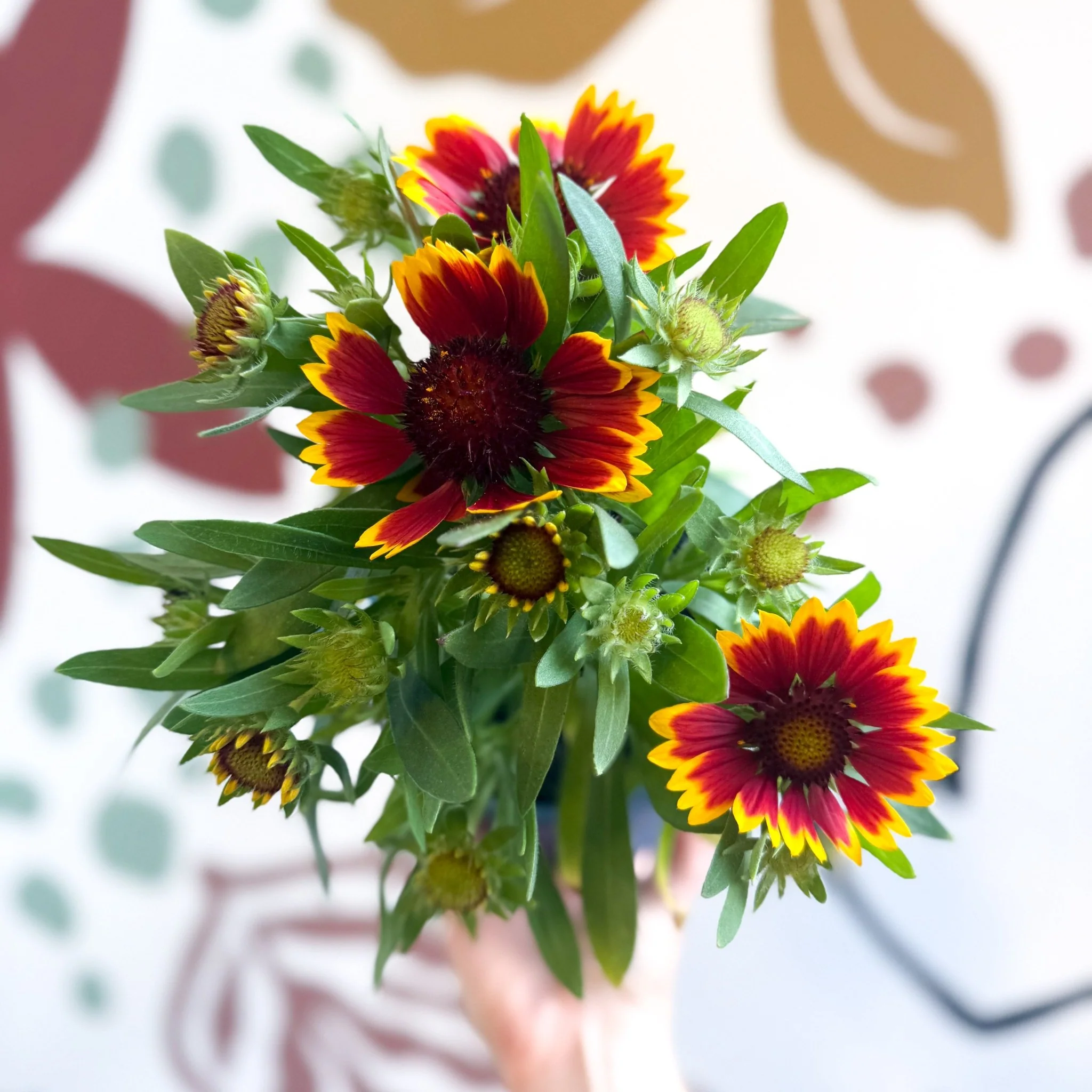 Gaillardia aristata 'Sunrita Red Yellow Tip' - Blanket Flower - British Grown - Image 8