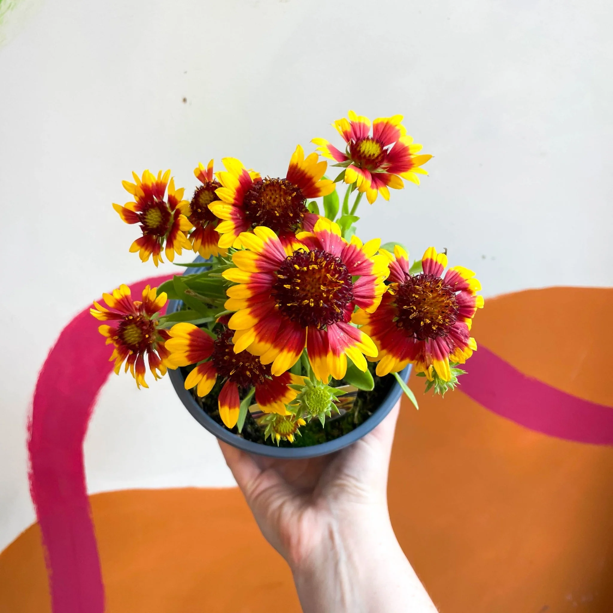 Gaillardia aristata 'Sunrita Yellow Red Ring' - Blanket Flower - British Grown