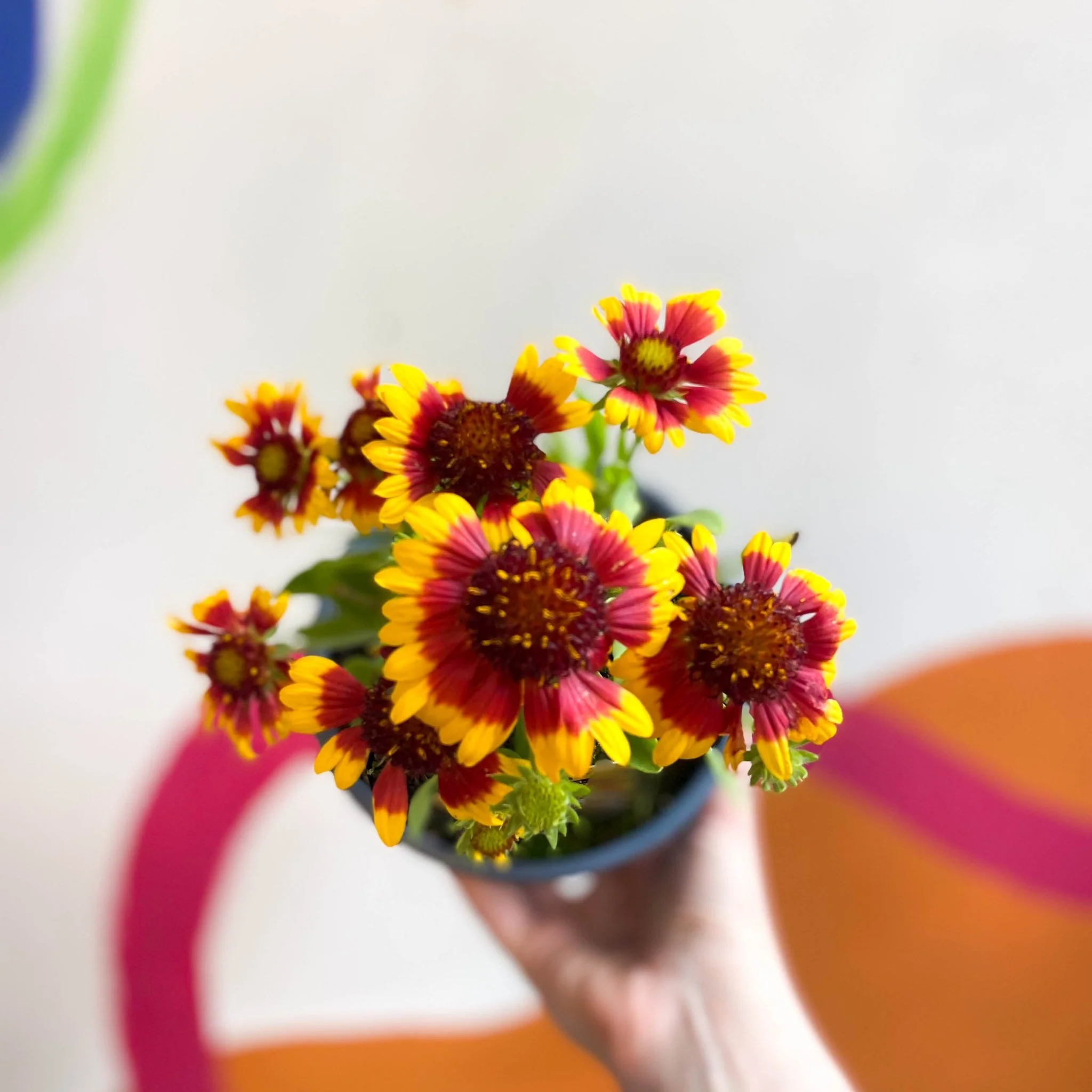 Gaillardia aristata 'Sunrita Yellow Red Ring' - Blanket Flower - British Grown - Image 3