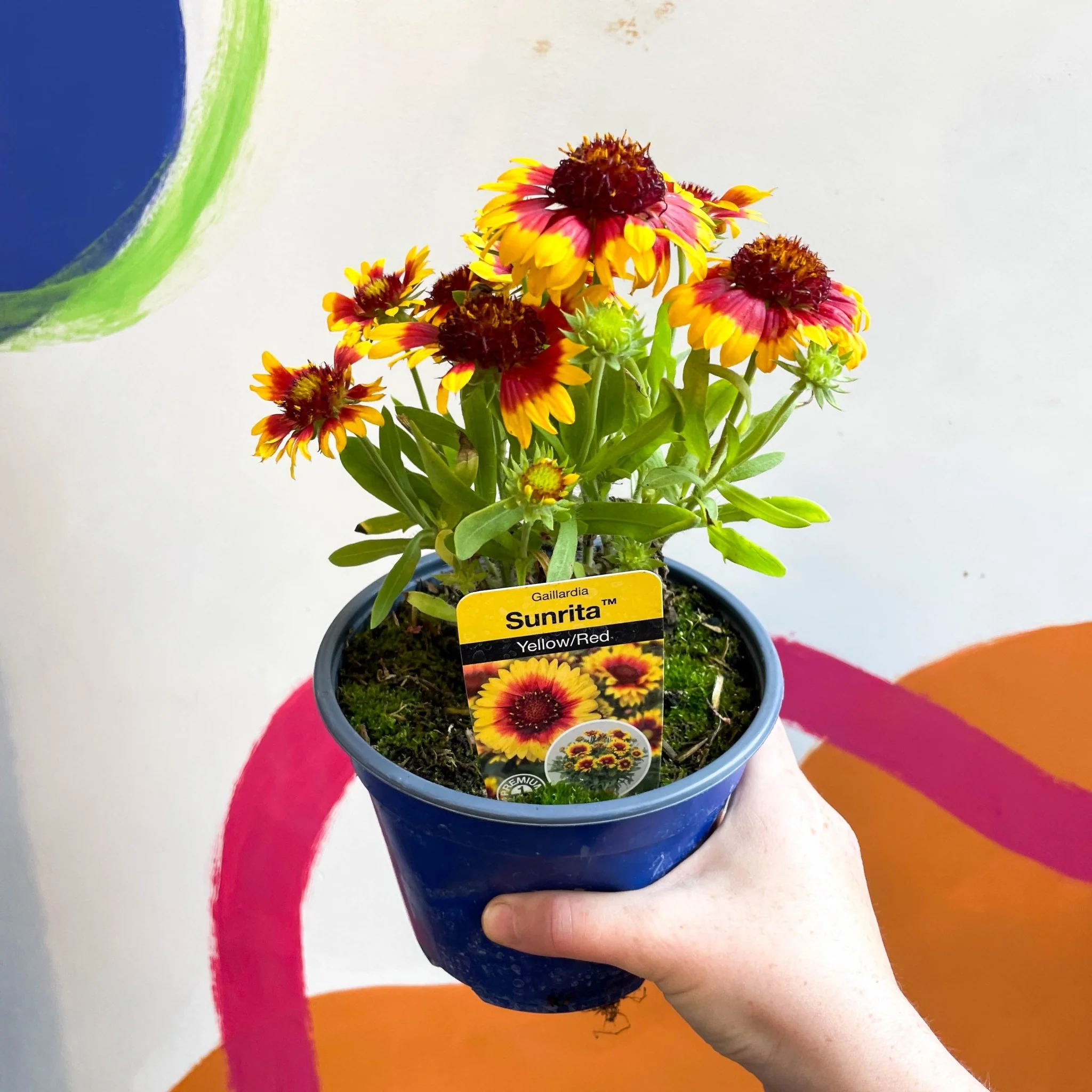 Gaillardia aristata 'Sunrita Yellow Red Ring' - Blanket Flower - British Grown - Image 4