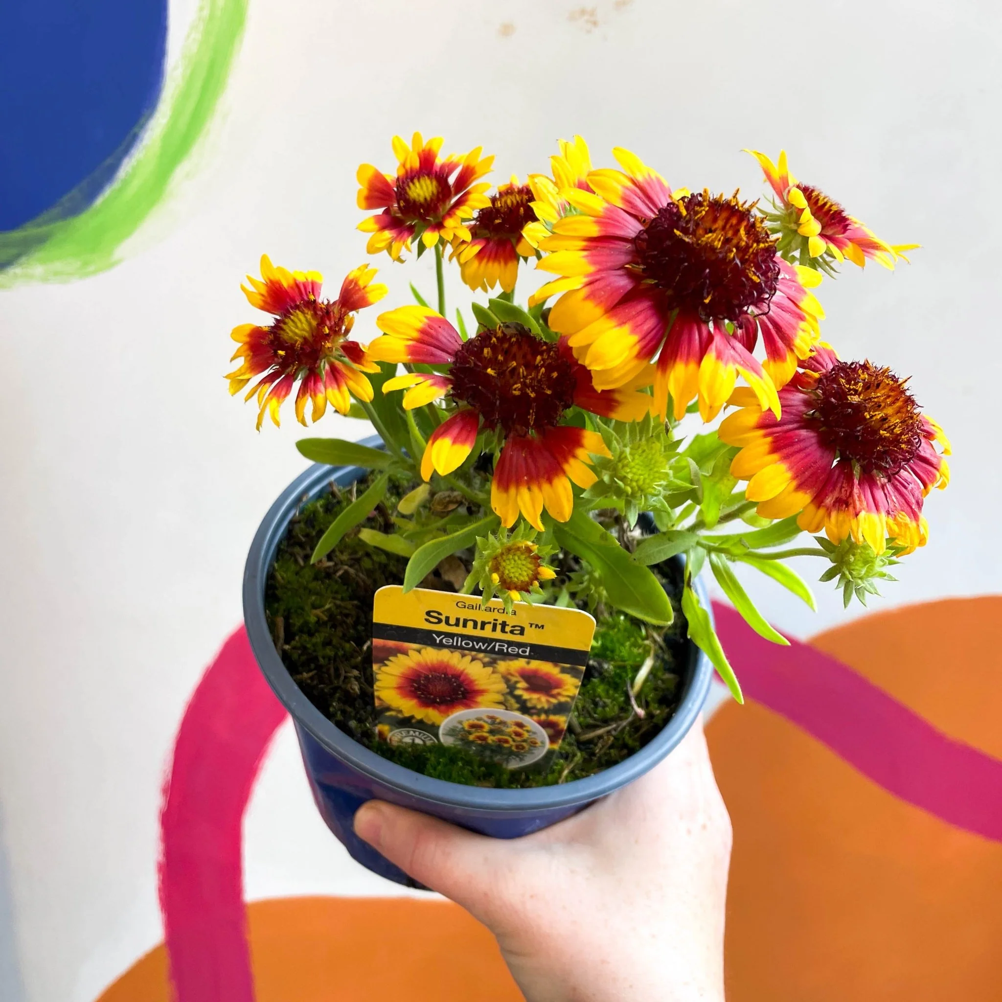 Gaillardia aristata 'Sunrita Yellow Red Ring' - Blanket Flower - British Grown - Image 5