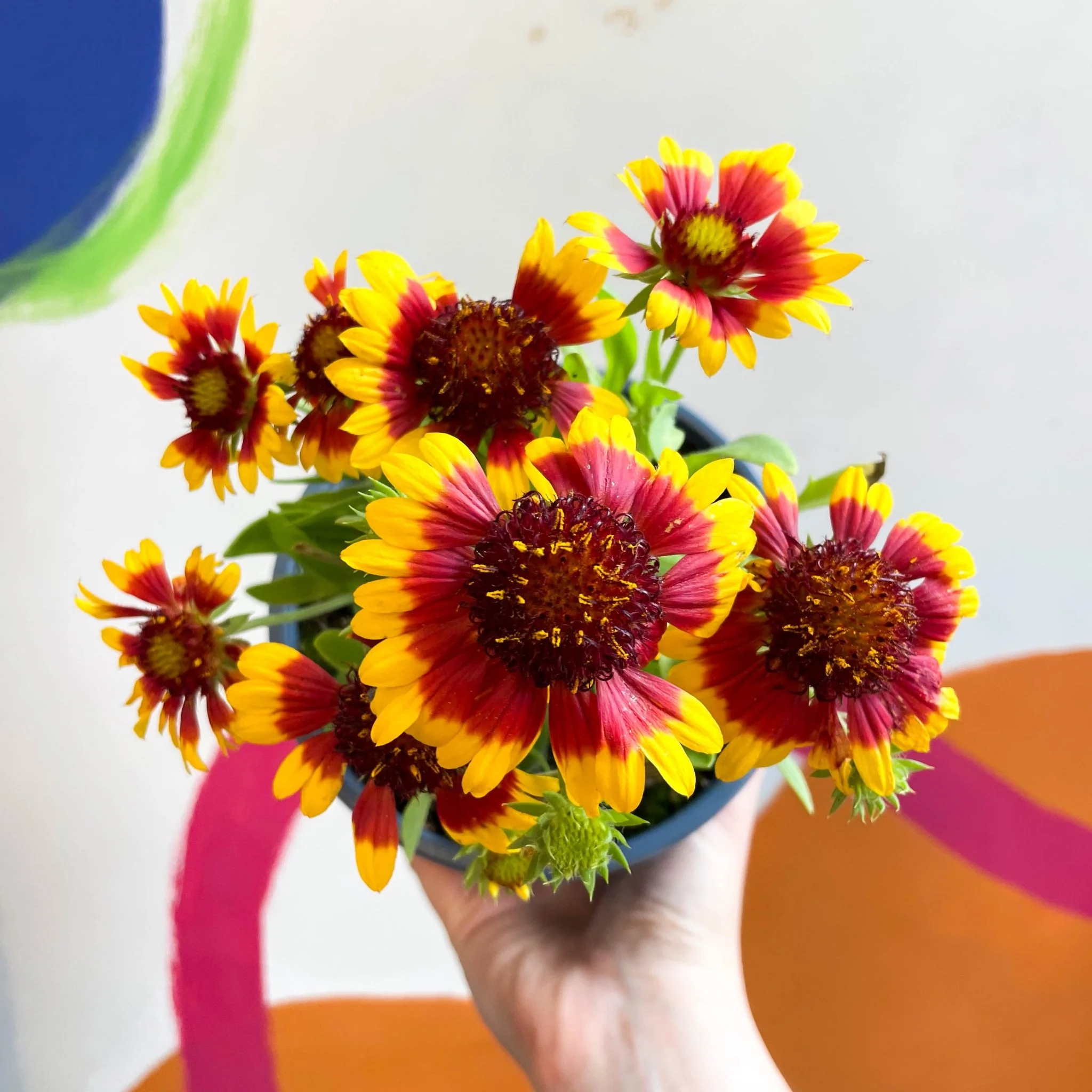 Gaillardia aristata 'Sunrita Yellow Red Ring' - Blanket Flower - British Grown - Image 6