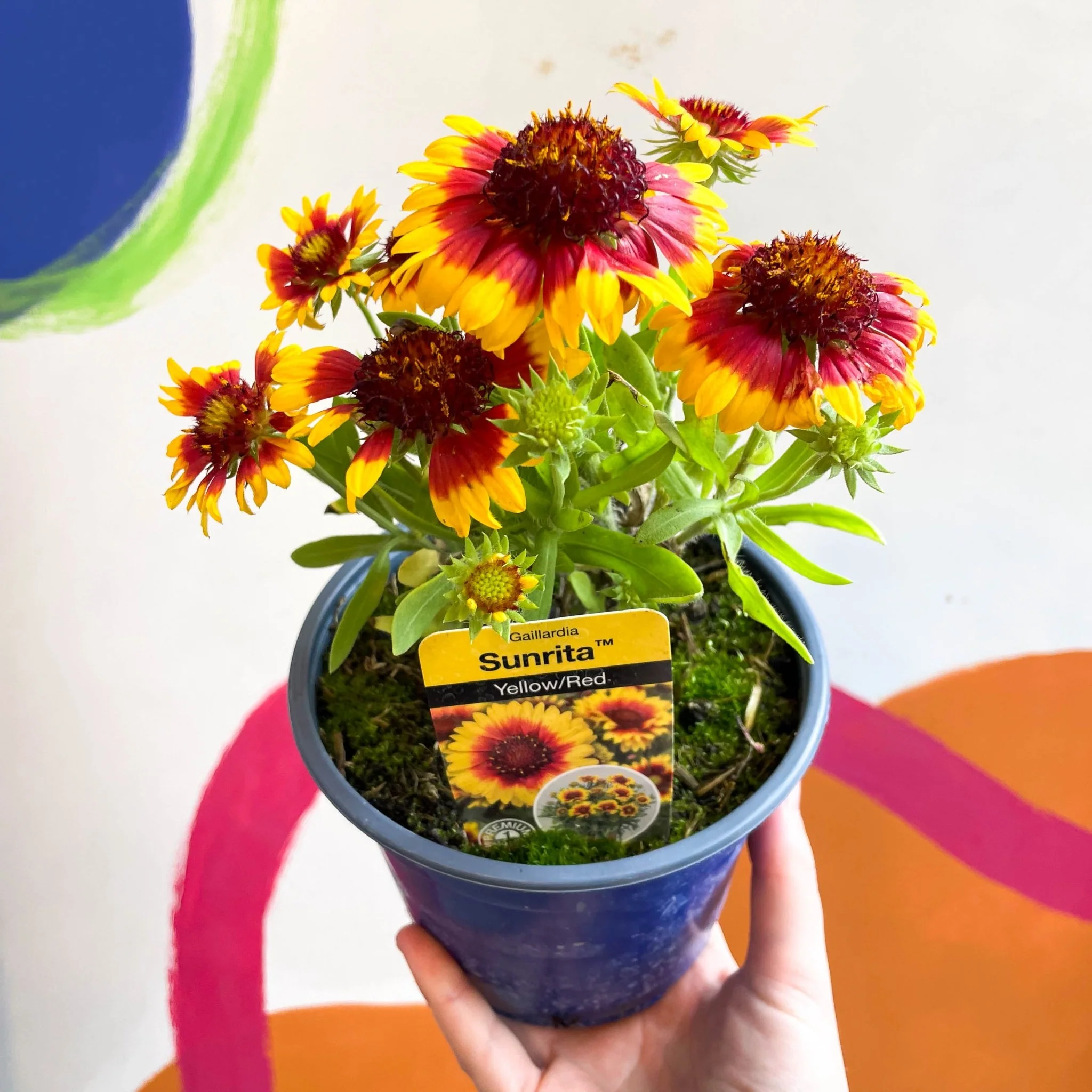 Gaillardia aristata 'Sunrita Yellow Red Ring' - Blanket Flower - British Grown - Image 7
