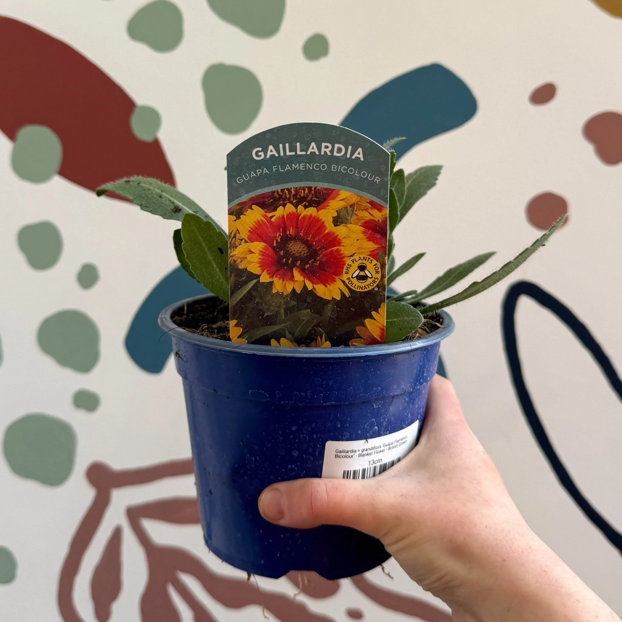 Gaillardia × grandiflora 'Guapa Flamenco Bicolour' - Blanket Flower - British Grown