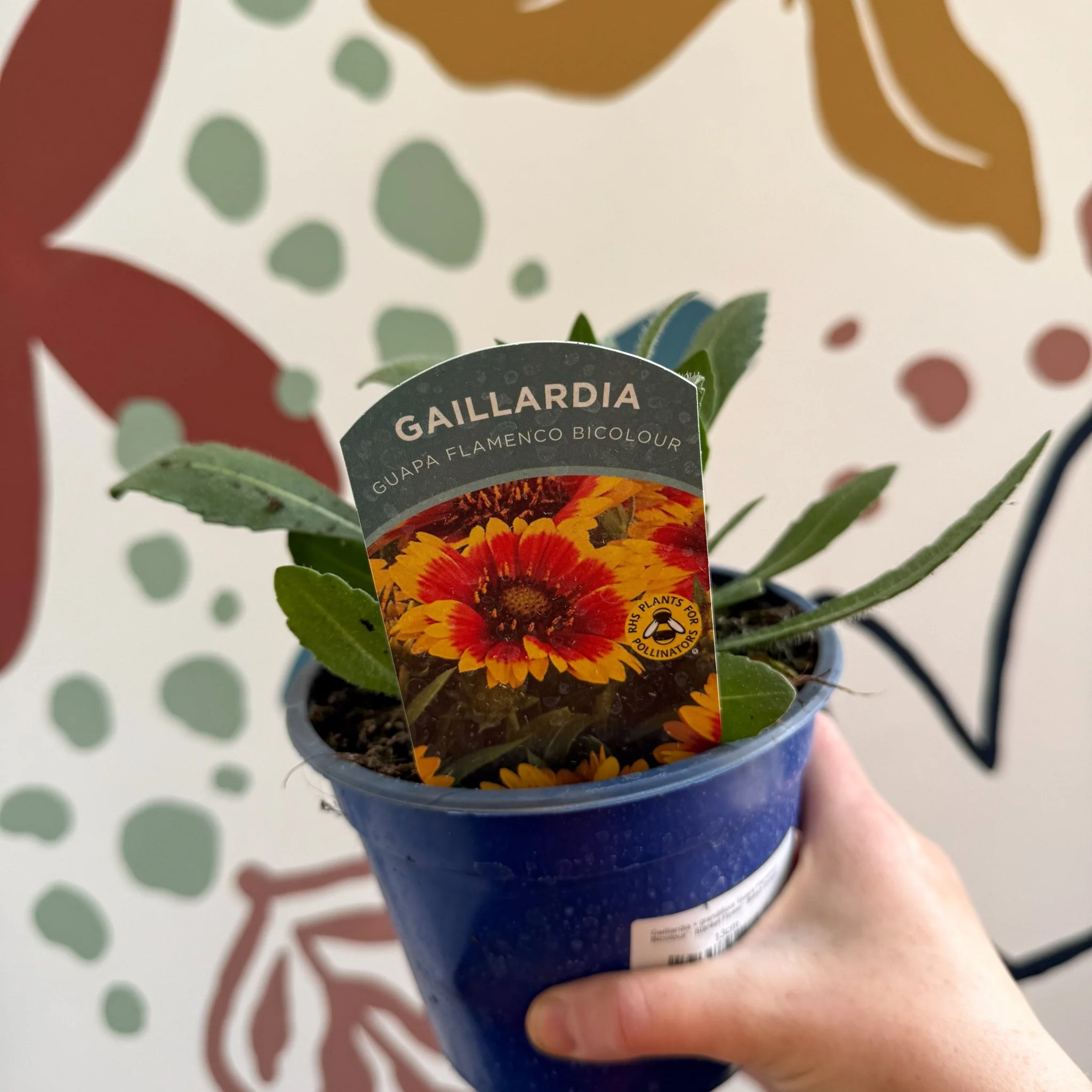Gaillardia × grandiflora 'Guapa Flamenco Bicolour' - Blanket Flower - British Grown - Image 5