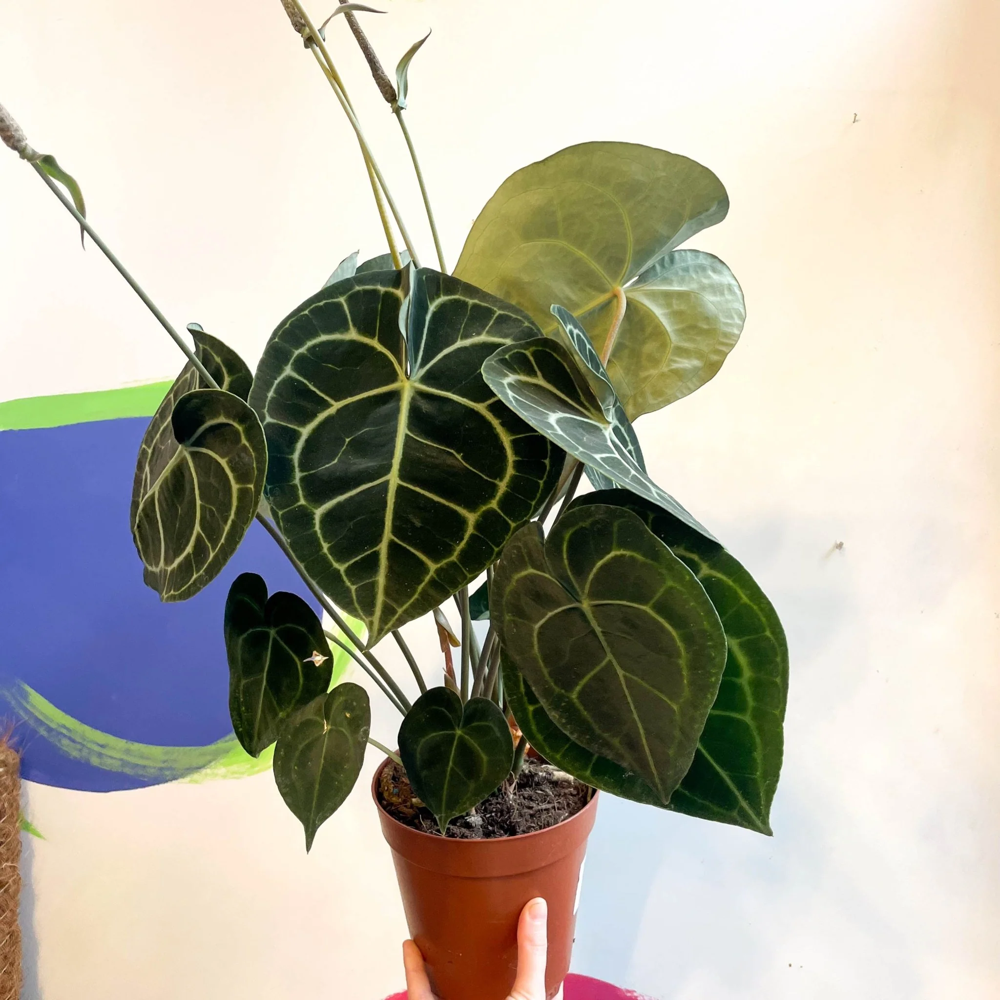 Anthurium clarinervium - Giant Lace Leaf - Image 10