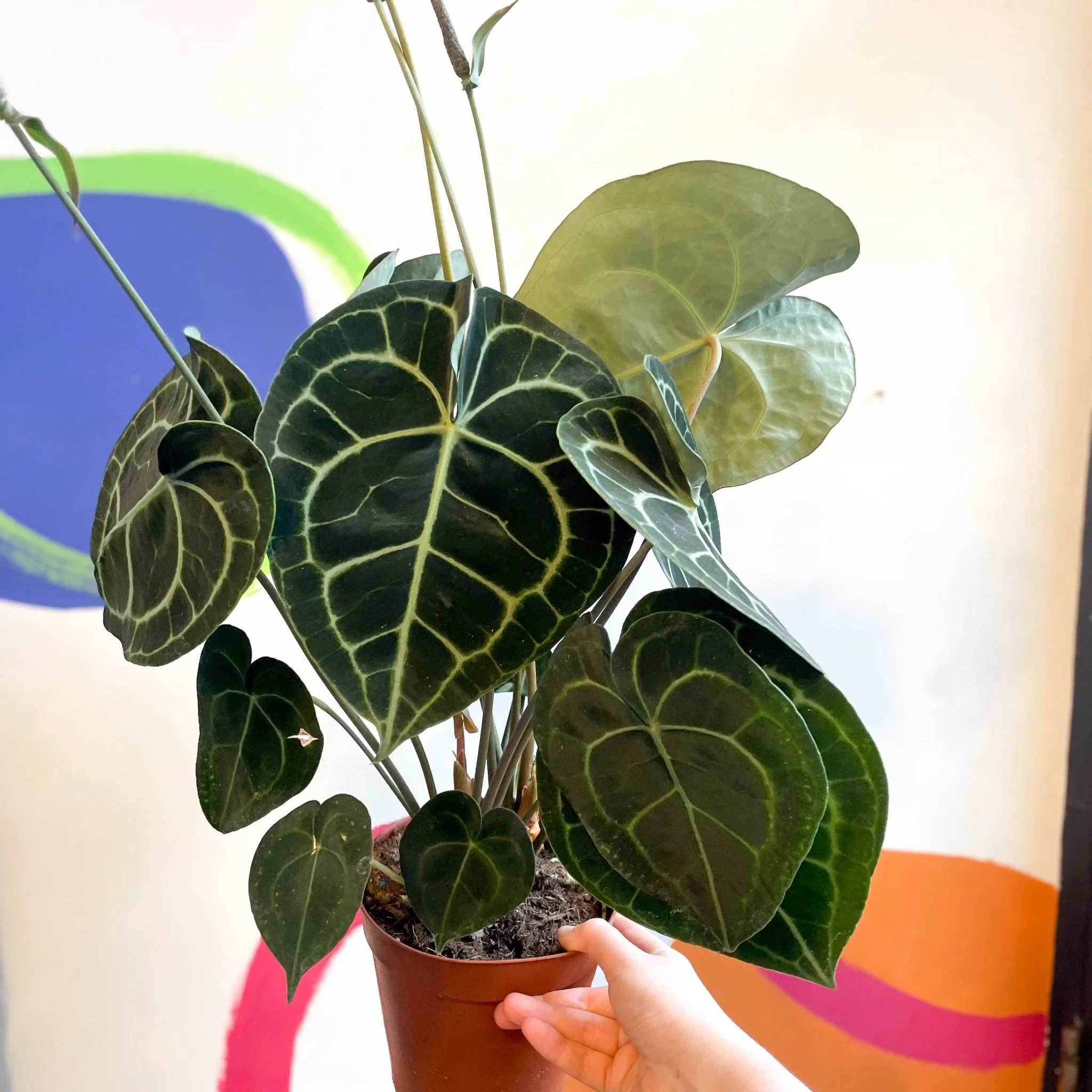 Anthurium clarinervium - Giant Lace Leaf - Image 11