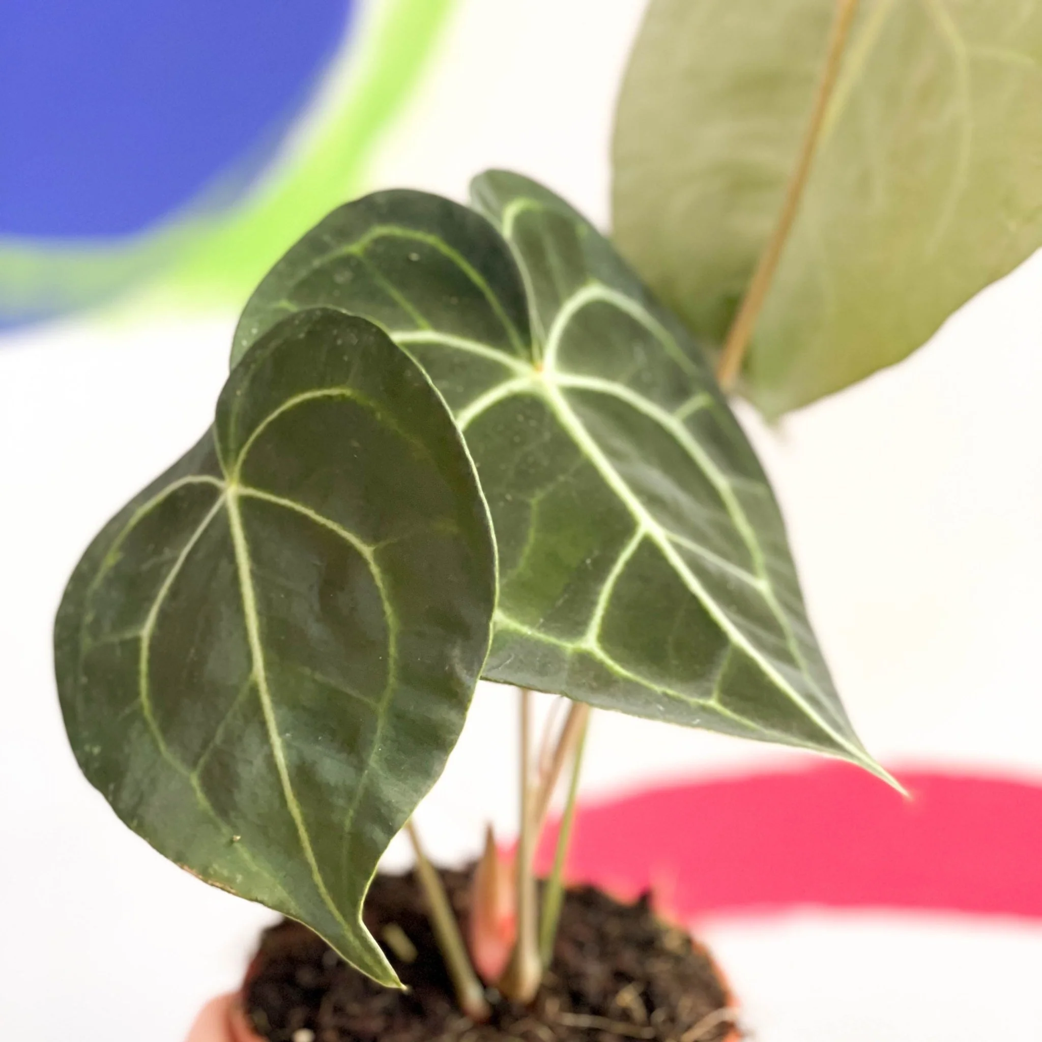 Anthurium clarinervium - Giant Lace Leaf - Image 3