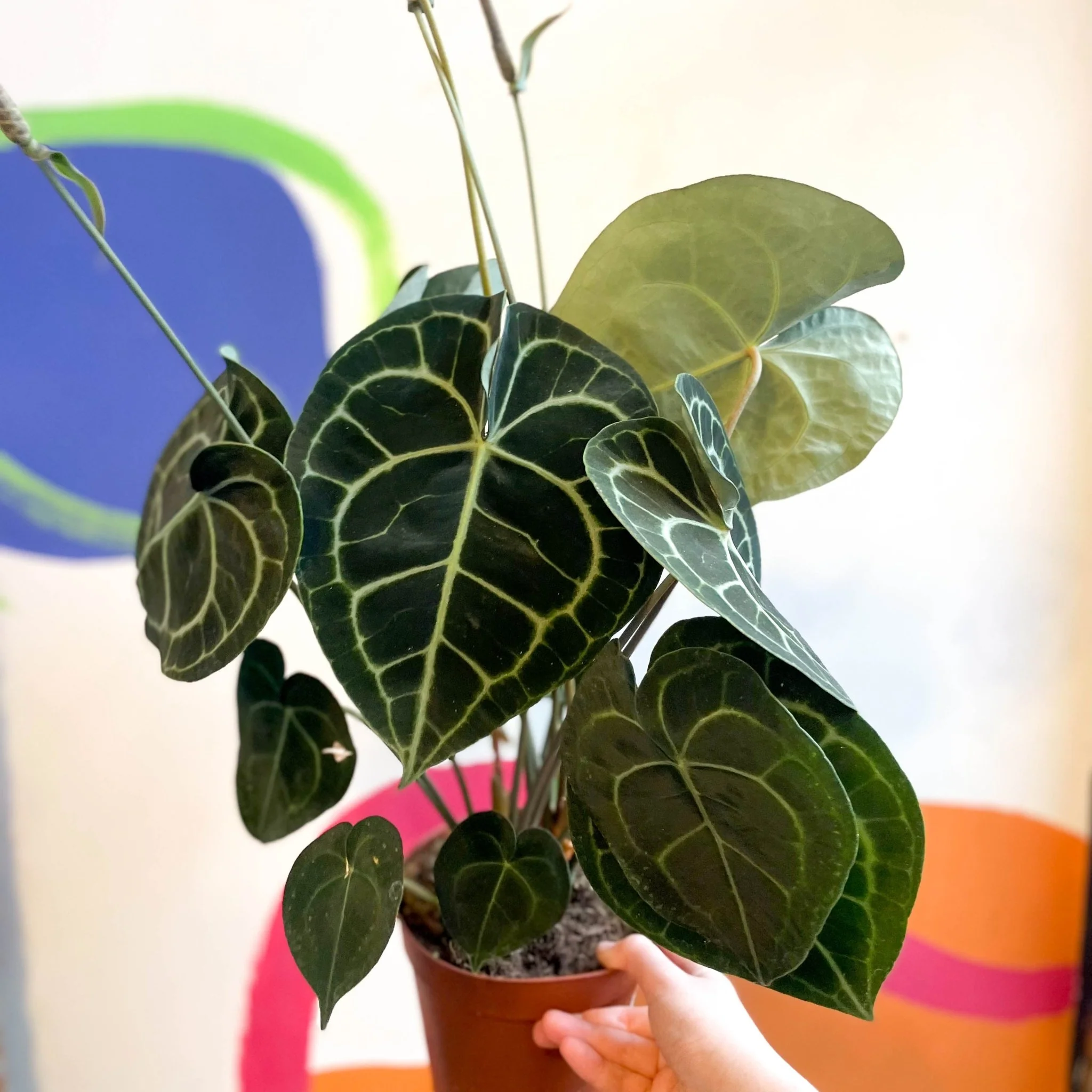 Anthurium clarinervium - Giant Lace Leaf - Image 4