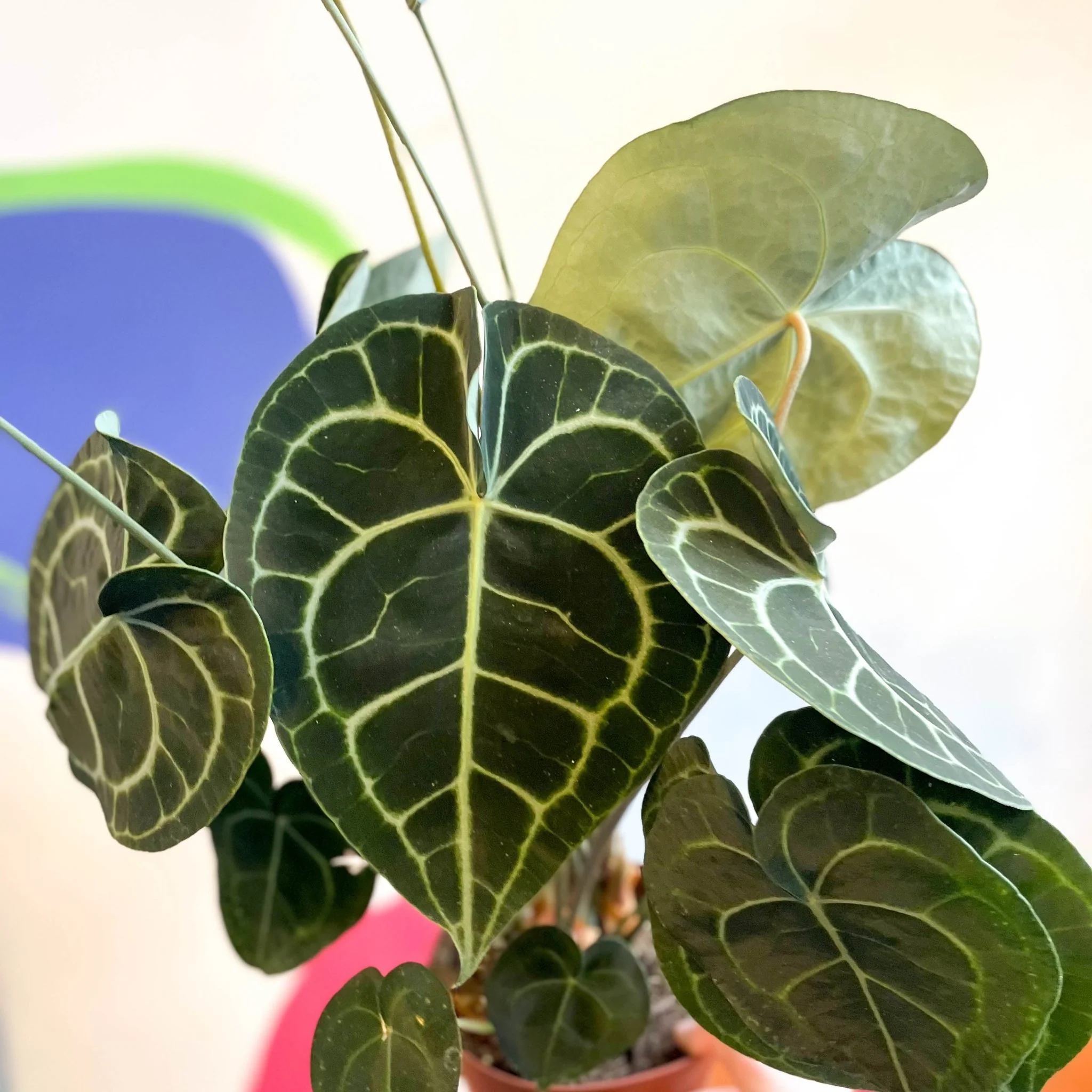 Anthurium clarinervium - Giant Lace Leaf - Image 5