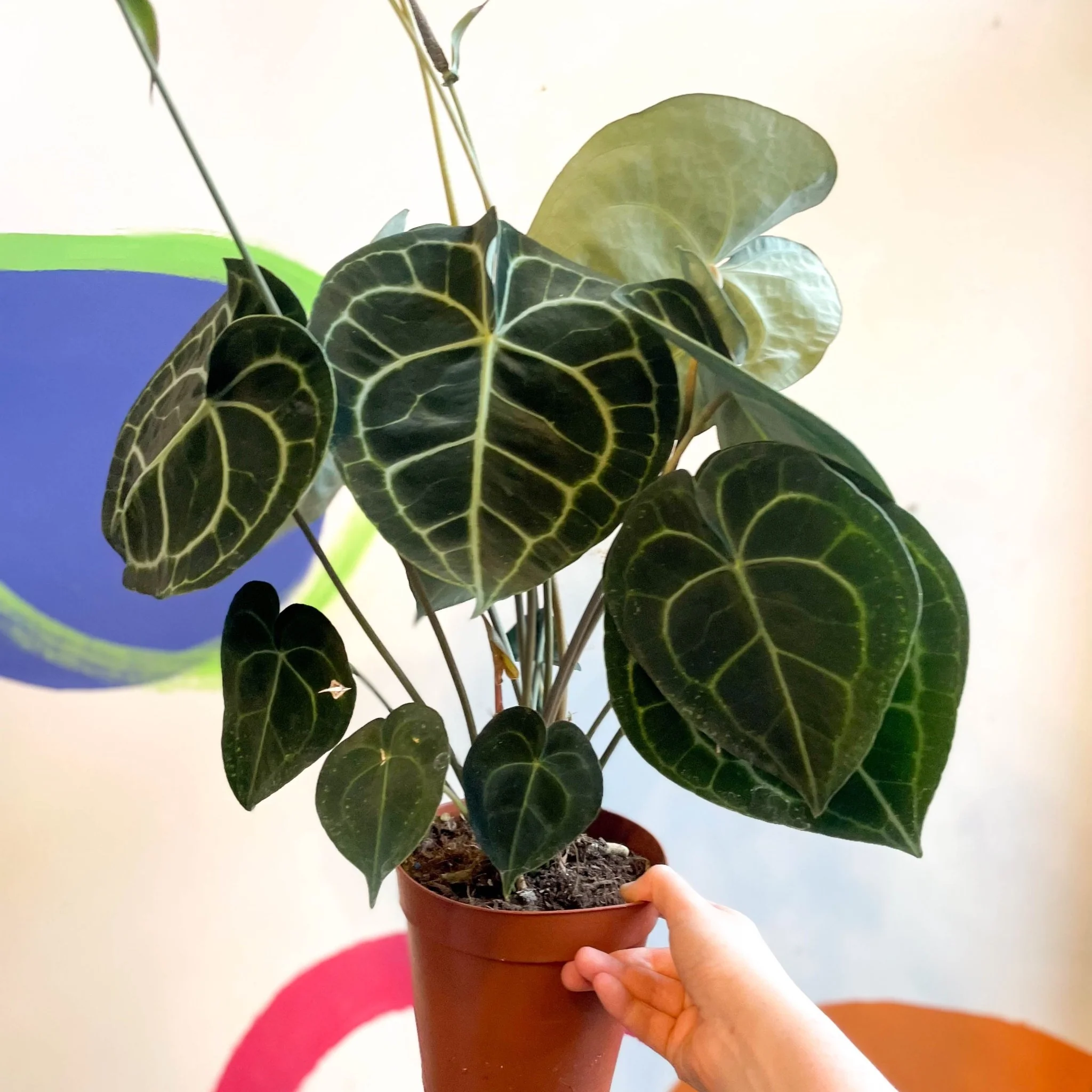 Anthurium clarinervium - Giant Lace Leaf - Image 6