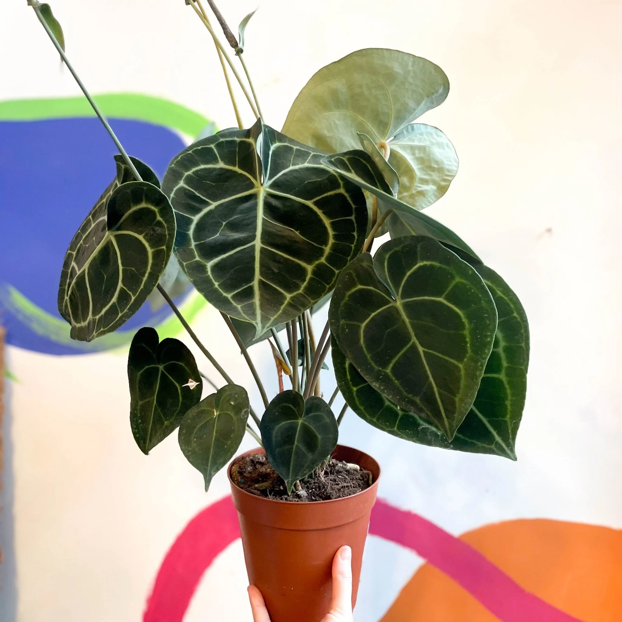 Anthurium clarinervium - Giant Lace Leaf - Image 7