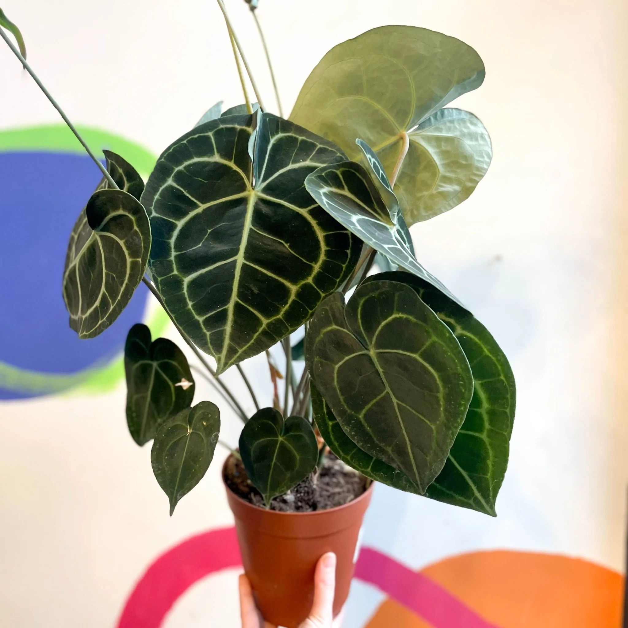 Anthurium clarinervium - Giant Lace Leaf - Image 8
