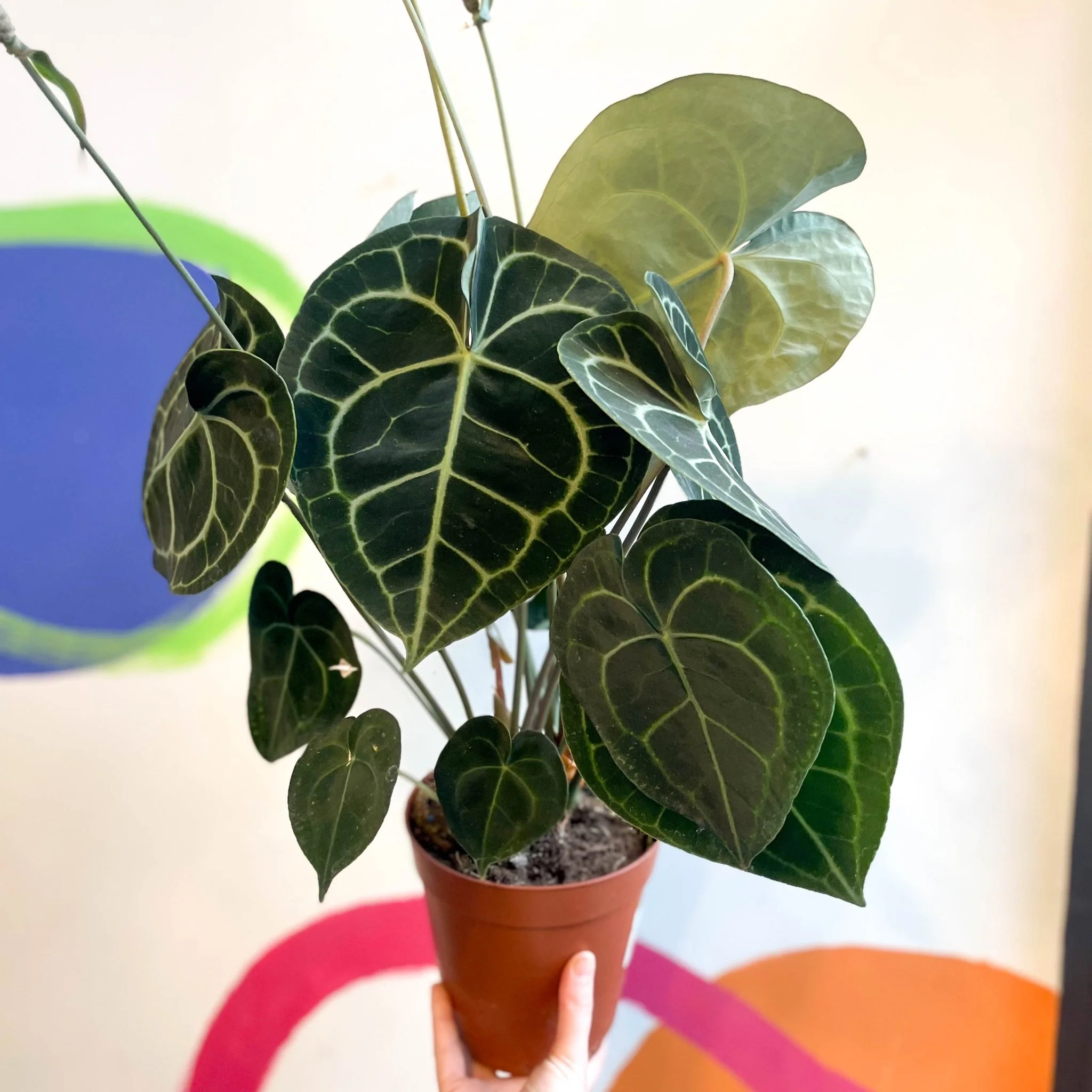 Anthurium clarinervium - Giant Lace Leaf - Image 9