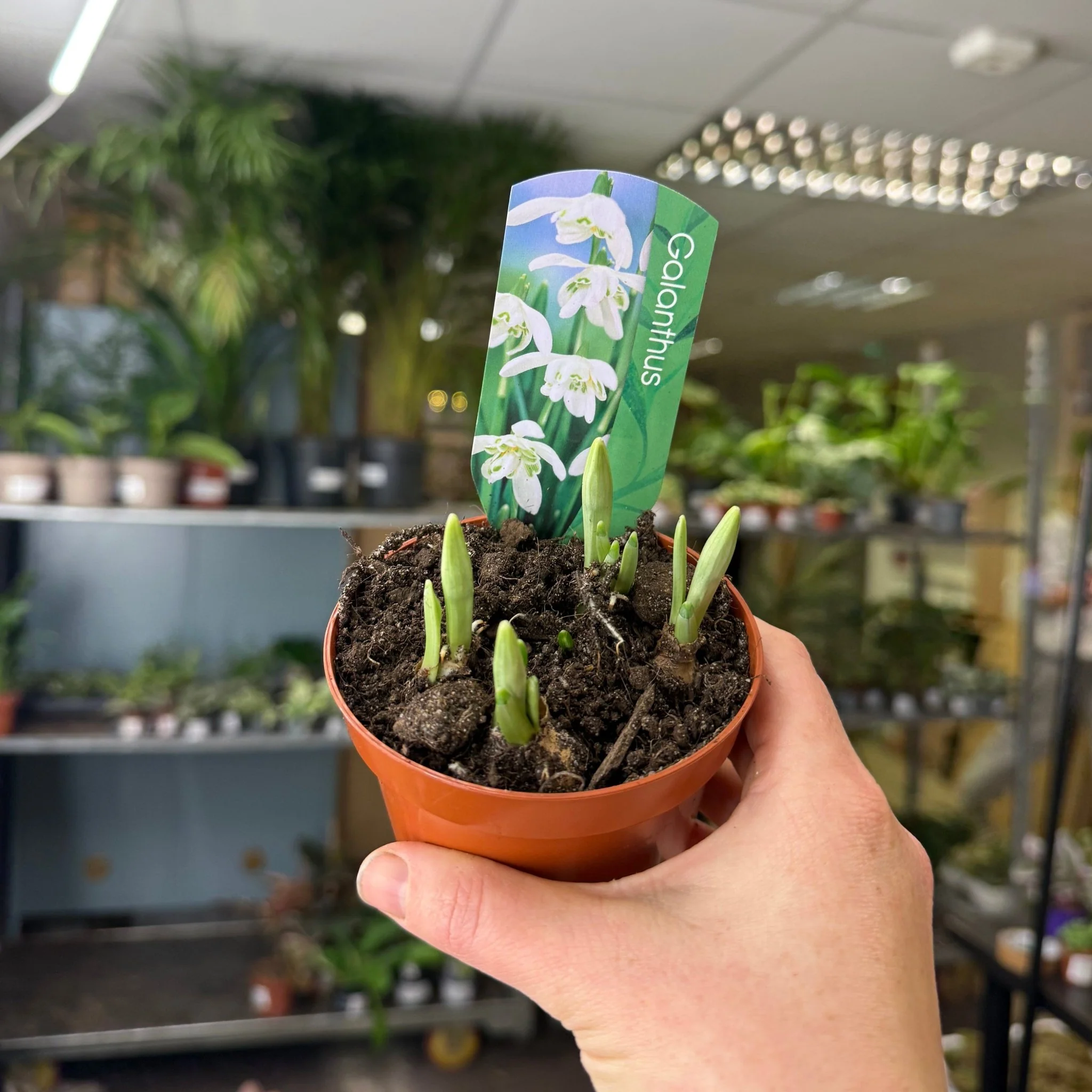 Galanthus elwesii - Potted Double Snowdrop Bulbs