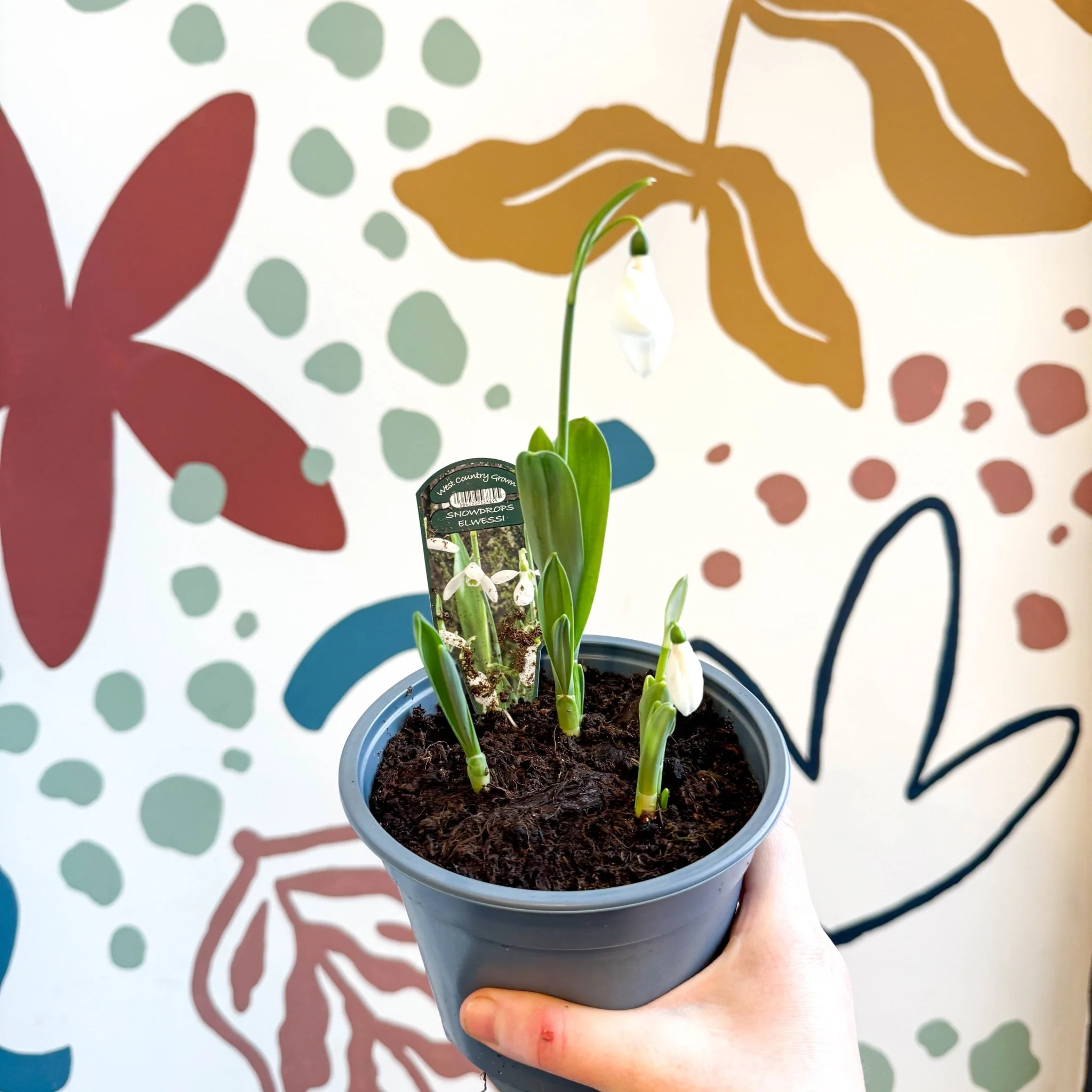Galanthus elwesii - Potted Giant Snowdrop Bulbs - British Grown - Image 3