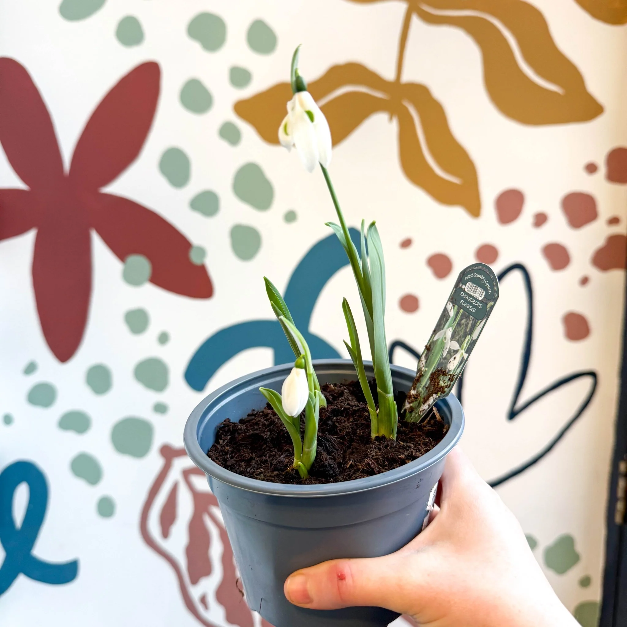 Galanthus elwesii - Potted Giant Snowdrop Bulbs - British Grown - Image 4