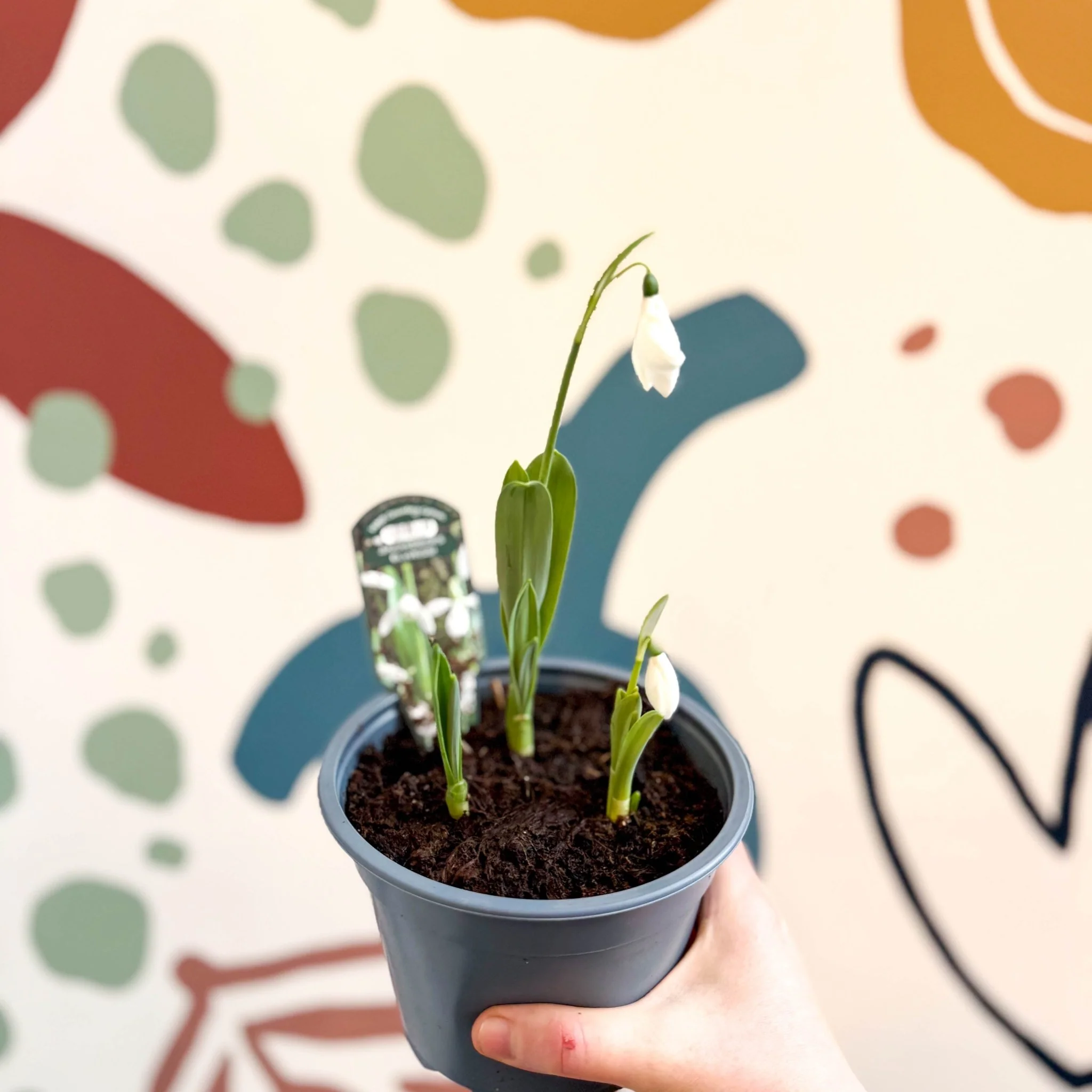Galanthus elwesii - Potted Giant Snowdrop Bulbs - British Grown - Image 7