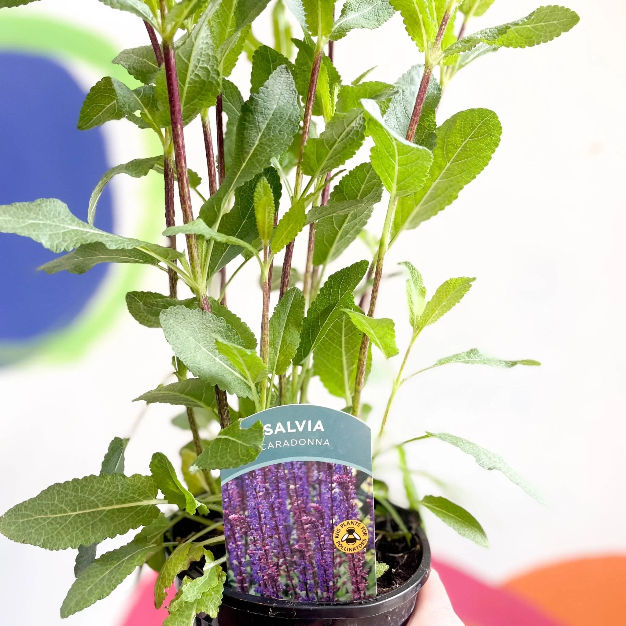 Garden Sage - Salvia nemorosa 'Caradonna' - British Grown Perennial - Image 5