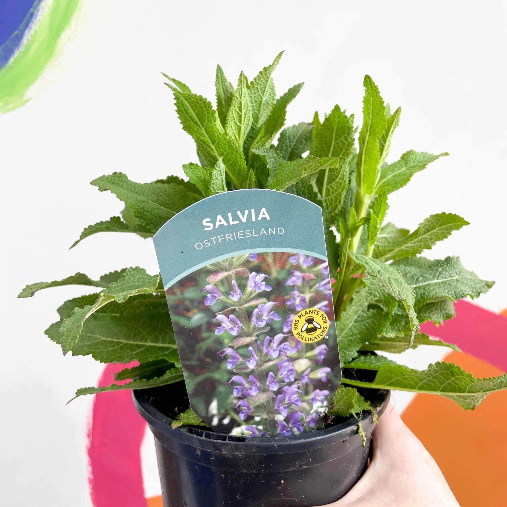 Garden Sage - Salvia nemorosa 'Ostfriesland' - British Grown Perennial - Image 3