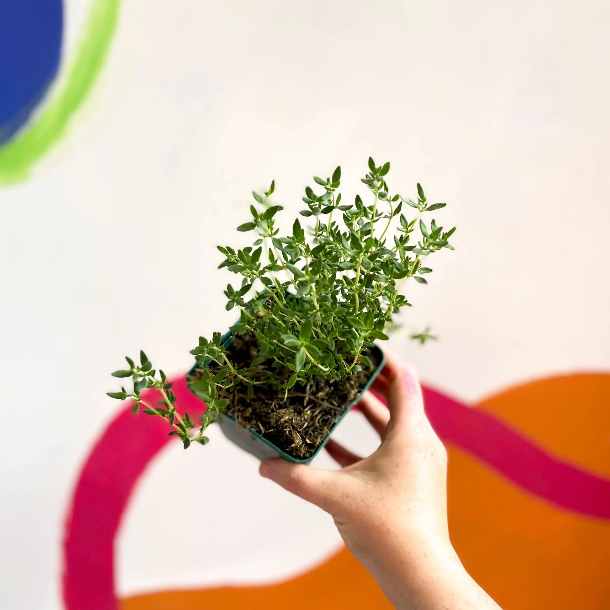 Garden Thyme - Thymus vulgaris - Cotswolds Grown Culinary Herbs