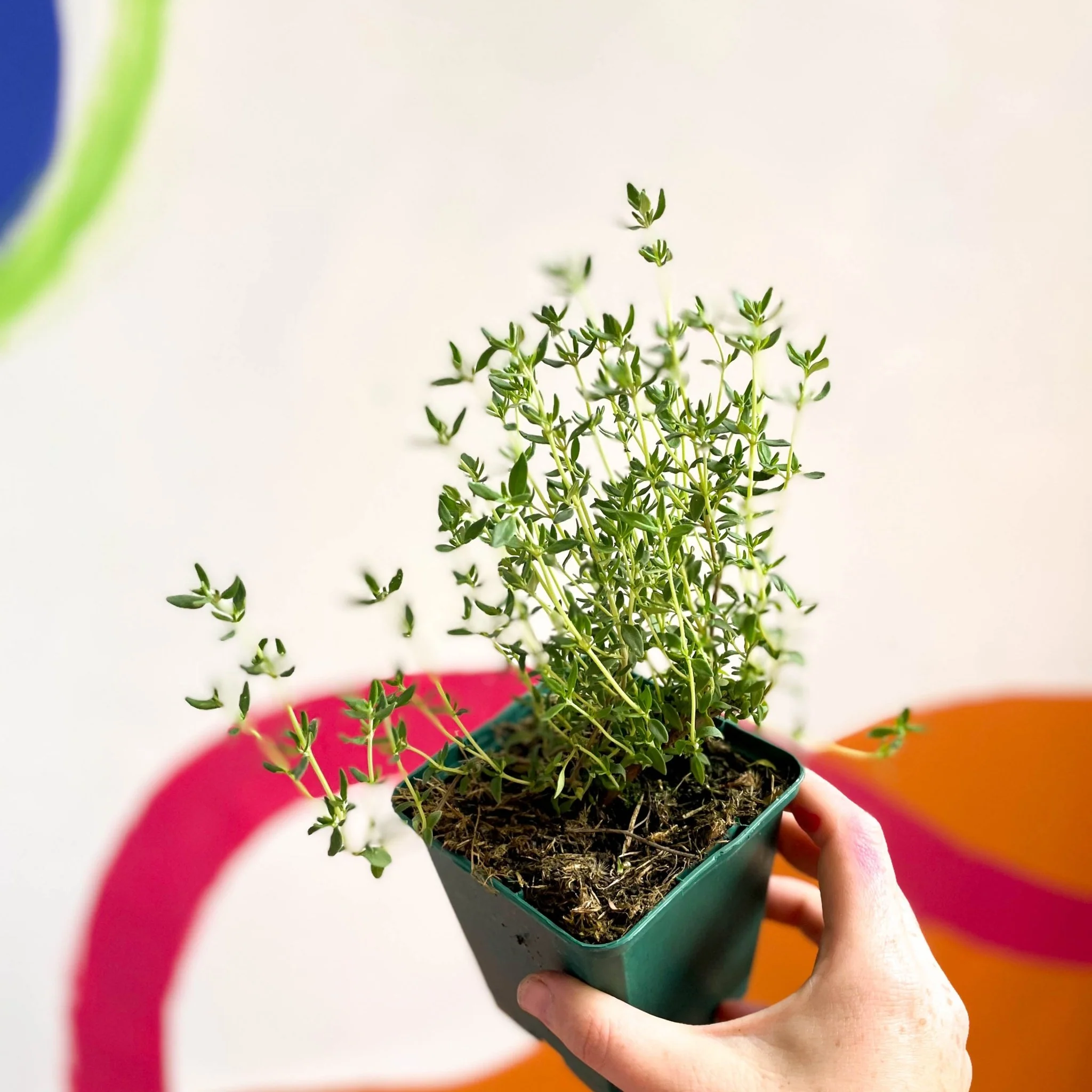 Garden Thyme - Thymus vulgaris - Cotswolds Grown Culinary Herbs - Image 2