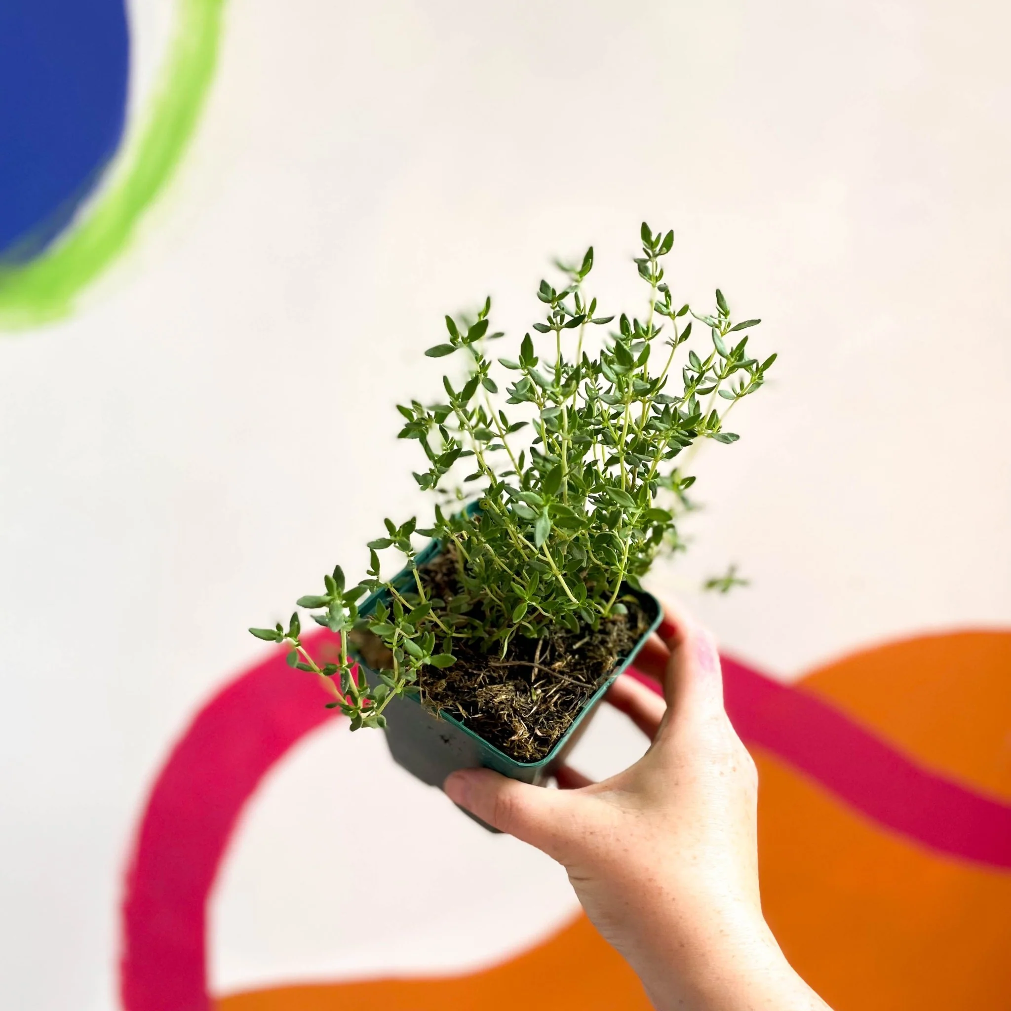 Garden Thyme - Thymus vulgaris - Cotswolds Grown Culinary Herbs - Image 3