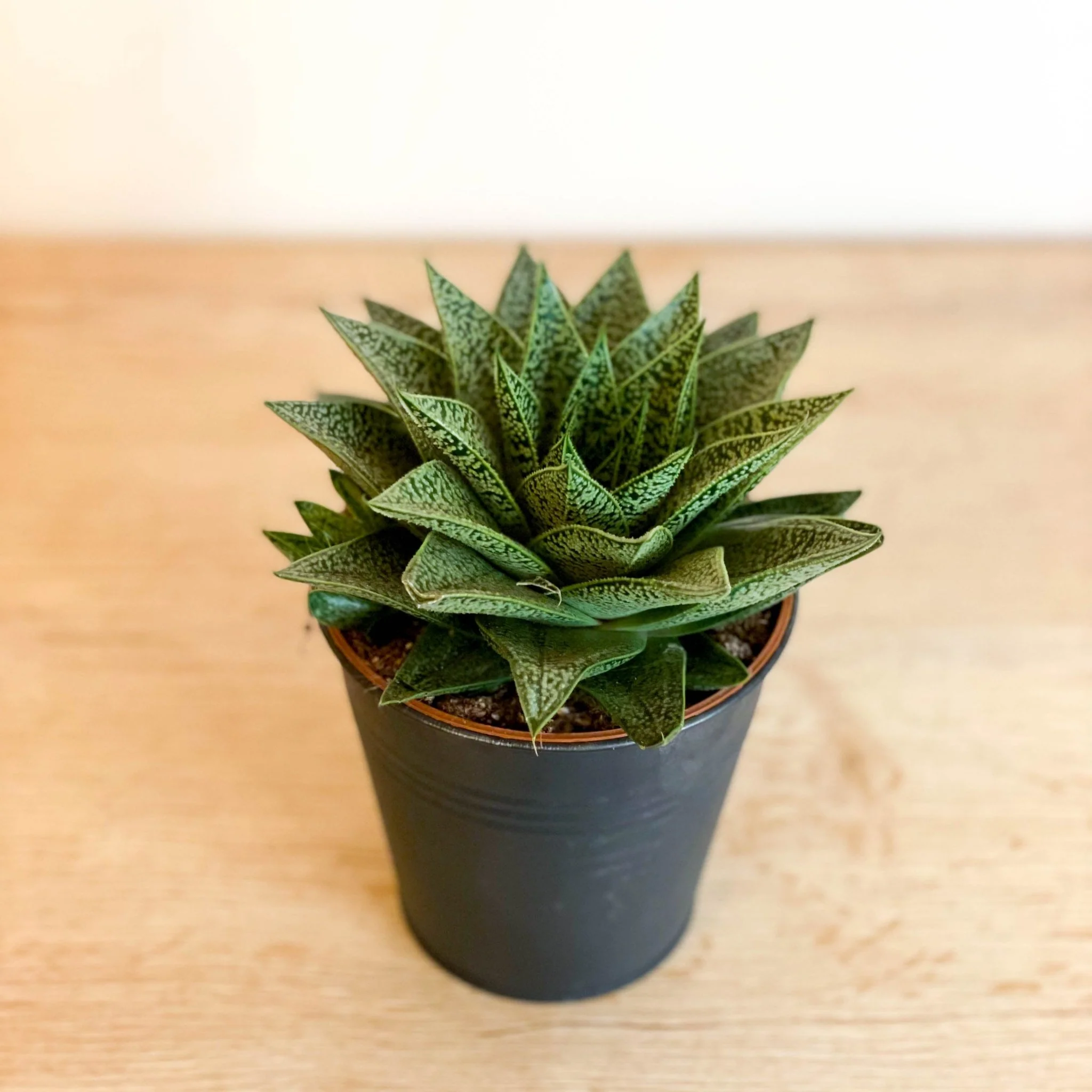Gasterhaworthia 'Sprite'