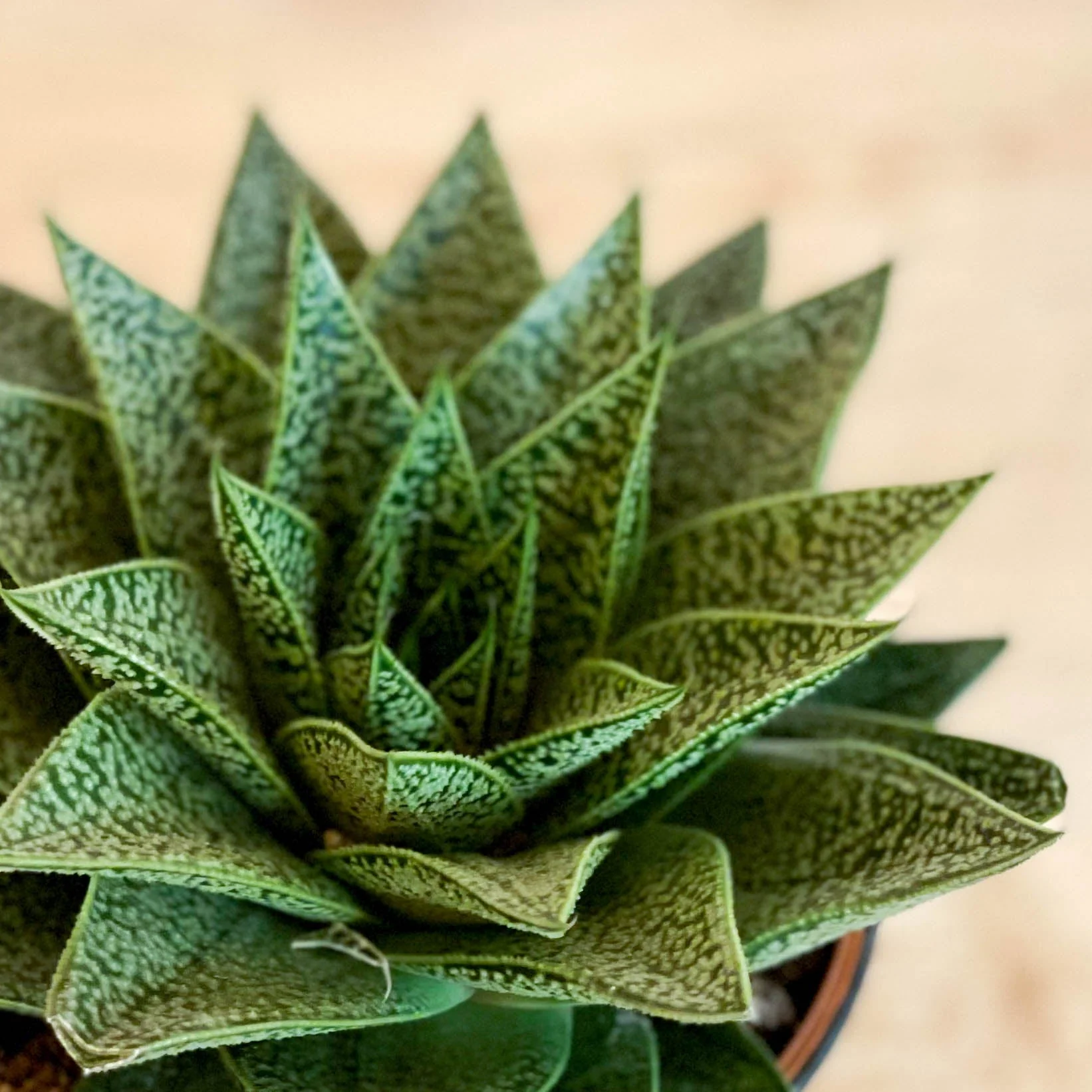 Gasterhaworthia 'Sprite' - Image 2
