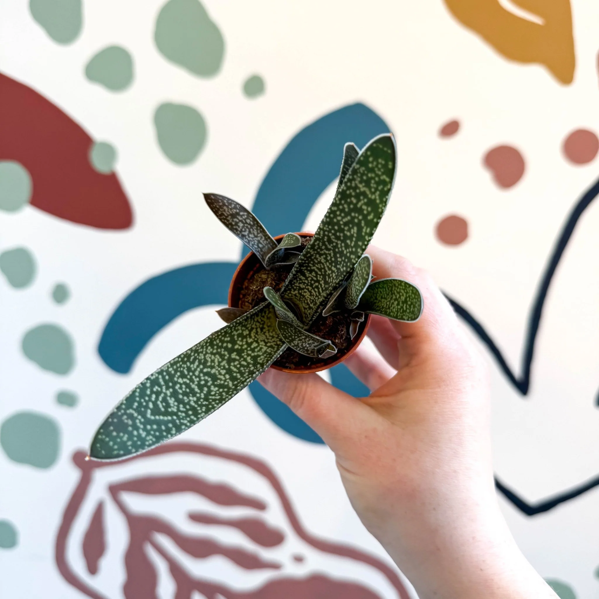 Gasteria ‘Little Warty’ – Ox Tongue Plant - Image 3