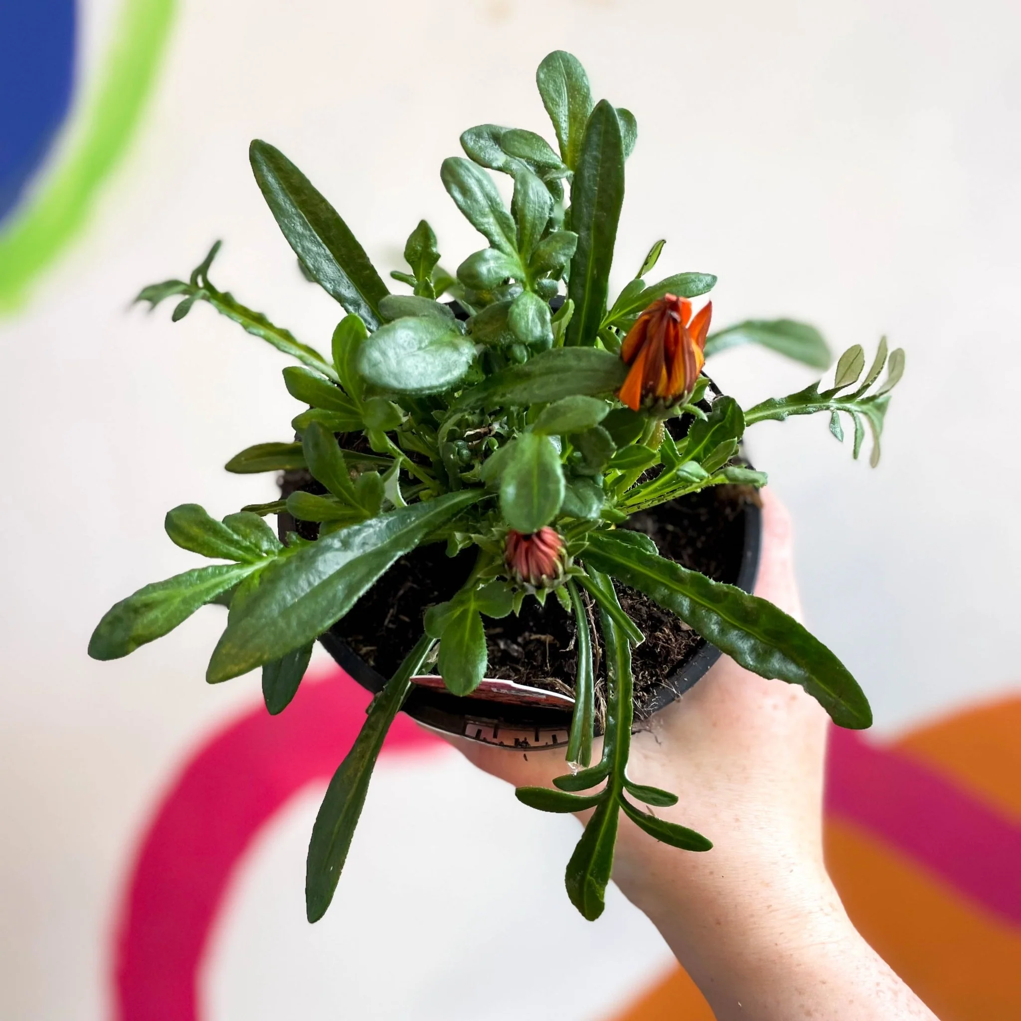 Gazania rigens 'Gazte Tiger Eye' - Treasure Flower - British Grown