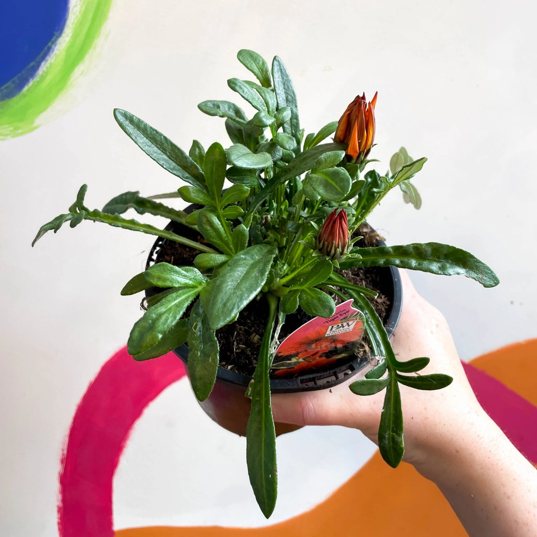 Gazania rigens 'Gazte Tiger Eye' - Treasure Flower - British Grown - Image 2