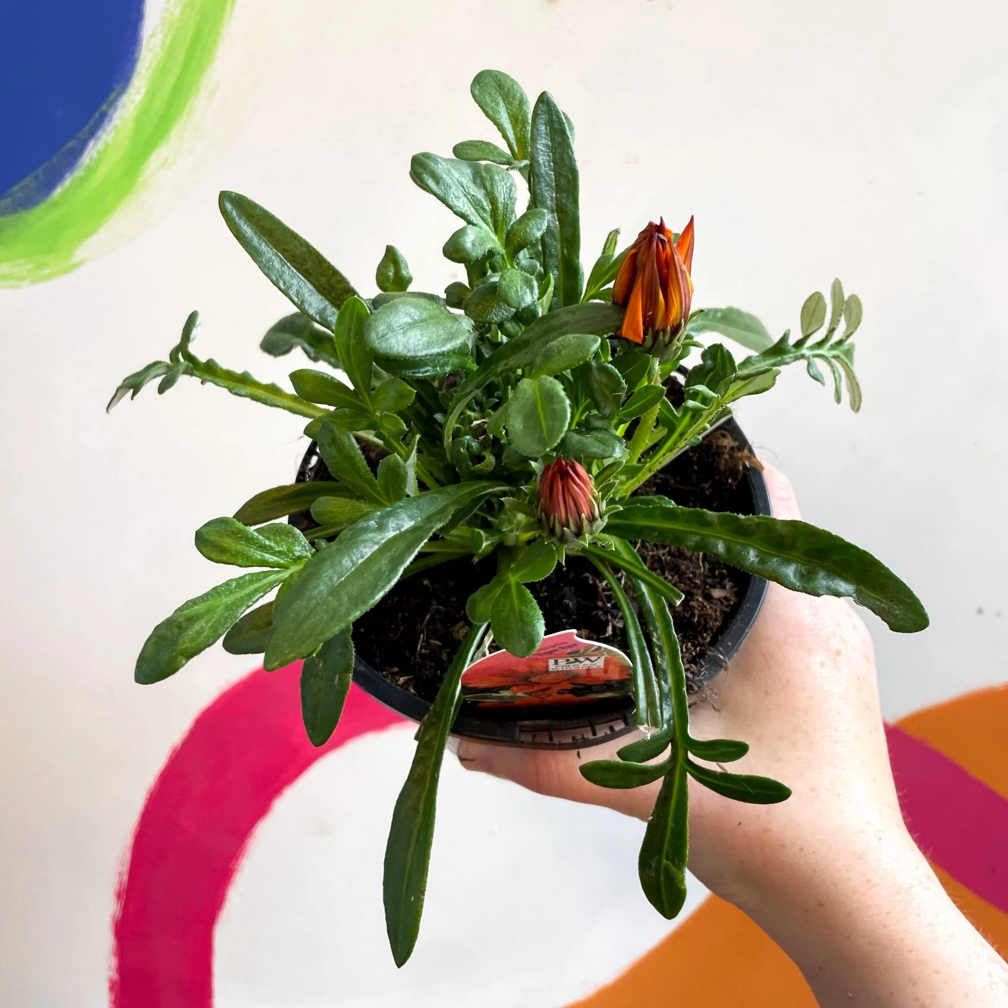 Gazania rigens 'Gazte Tiger Eye' - Treasure Flower - British Grown - Image 3