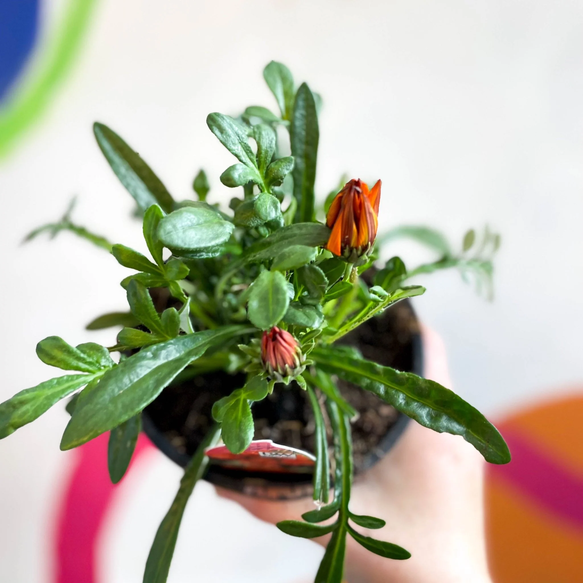 Gazania rigens 'Gazte Tiger Eye' - Treasure Flower - British Grown - Image 4