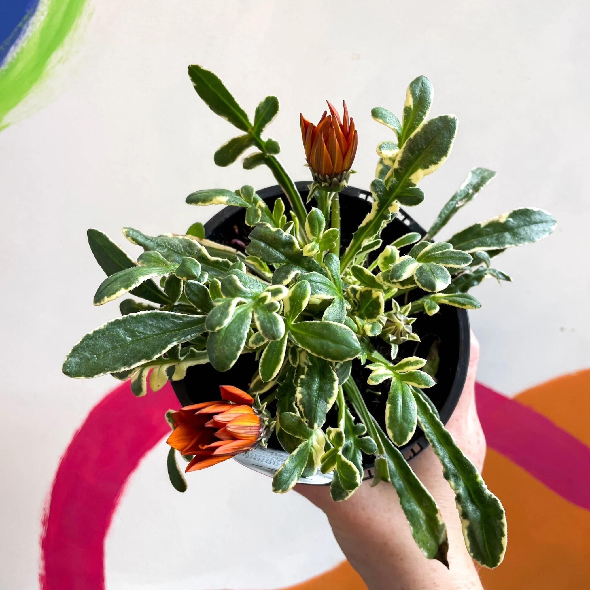 Gazania rigens 'Gazte Tiger Eye' - Variegated Treasure Flower - British Grown