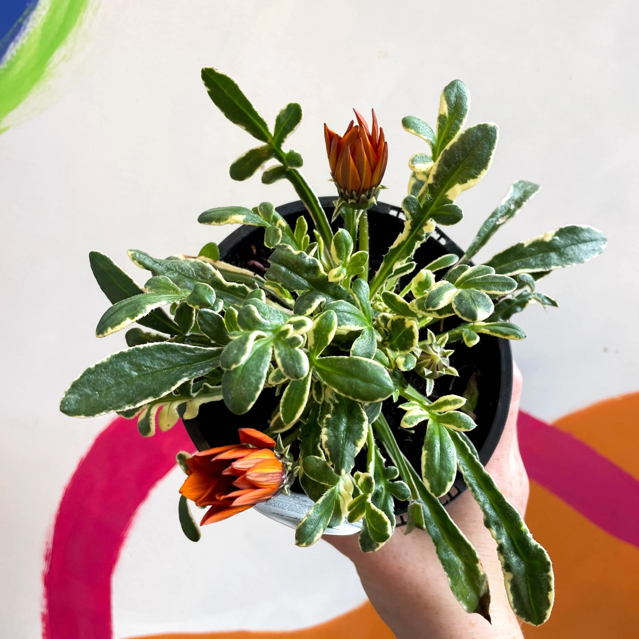 Gazania rigens 'Gazte Tiger Eye' - Variegated Treasure Flower - British Grown - Image 3