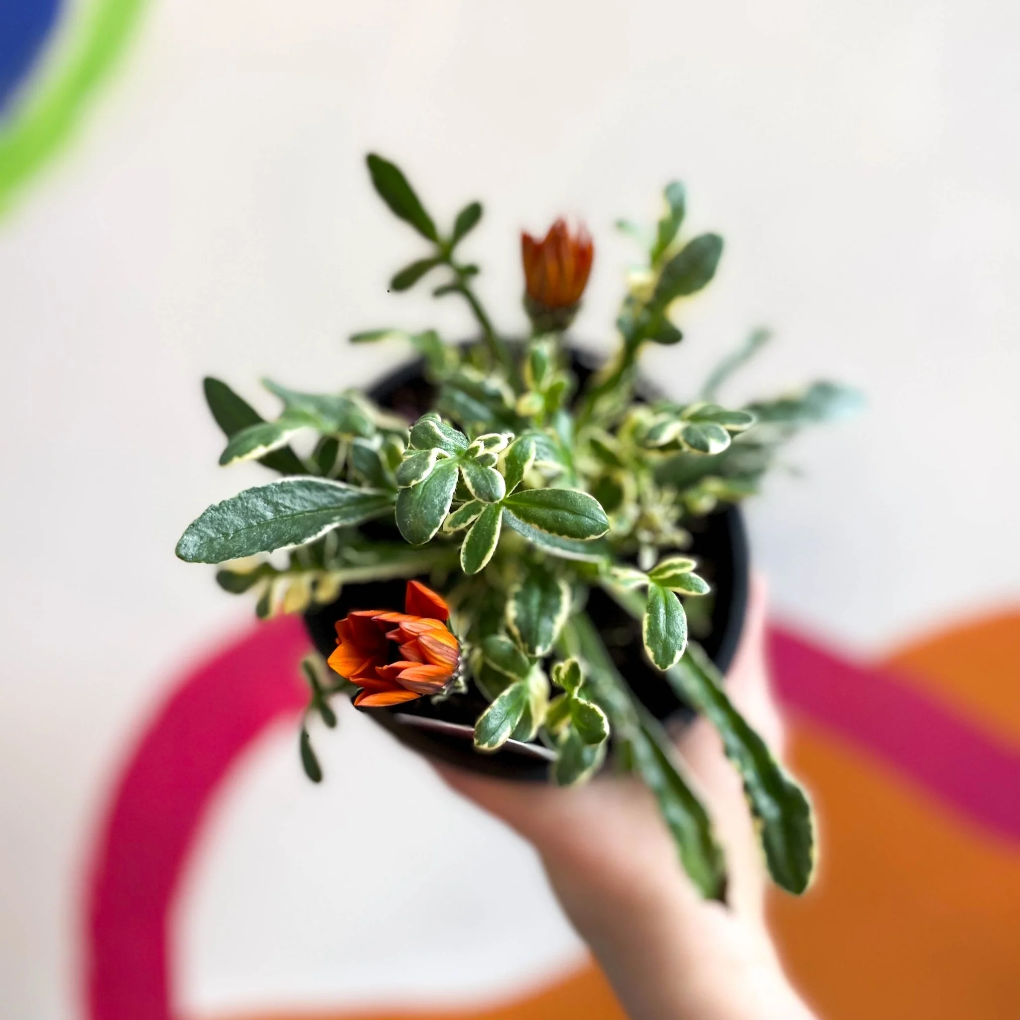 Gazania rigens 'Gazte Tiger Eye' - Variegated Treasure Flower - British Grown - Image 4