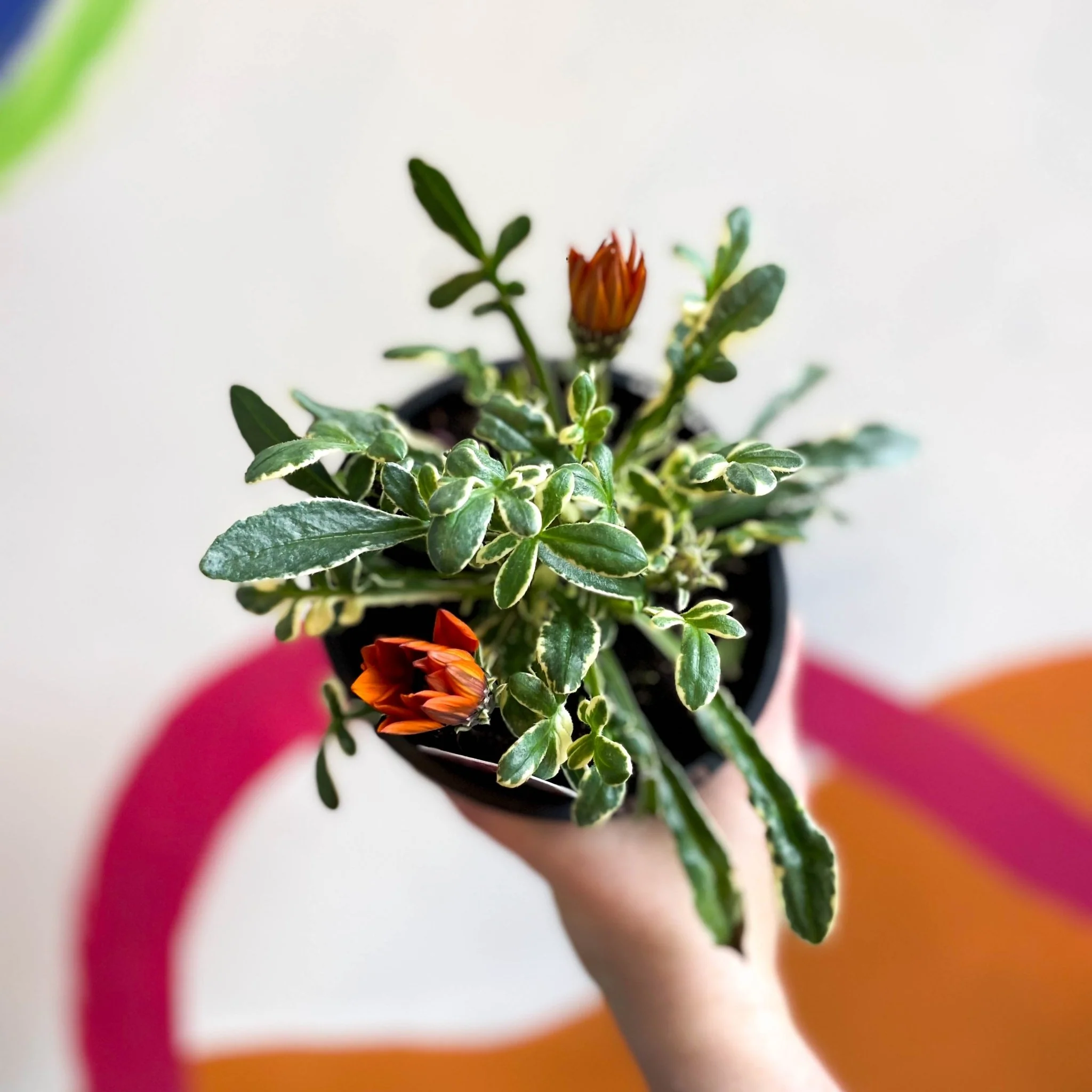 Gazania rigens 'Gazte Tiger Eye' - Variegated Treasure Flower - British Grown - Image 5