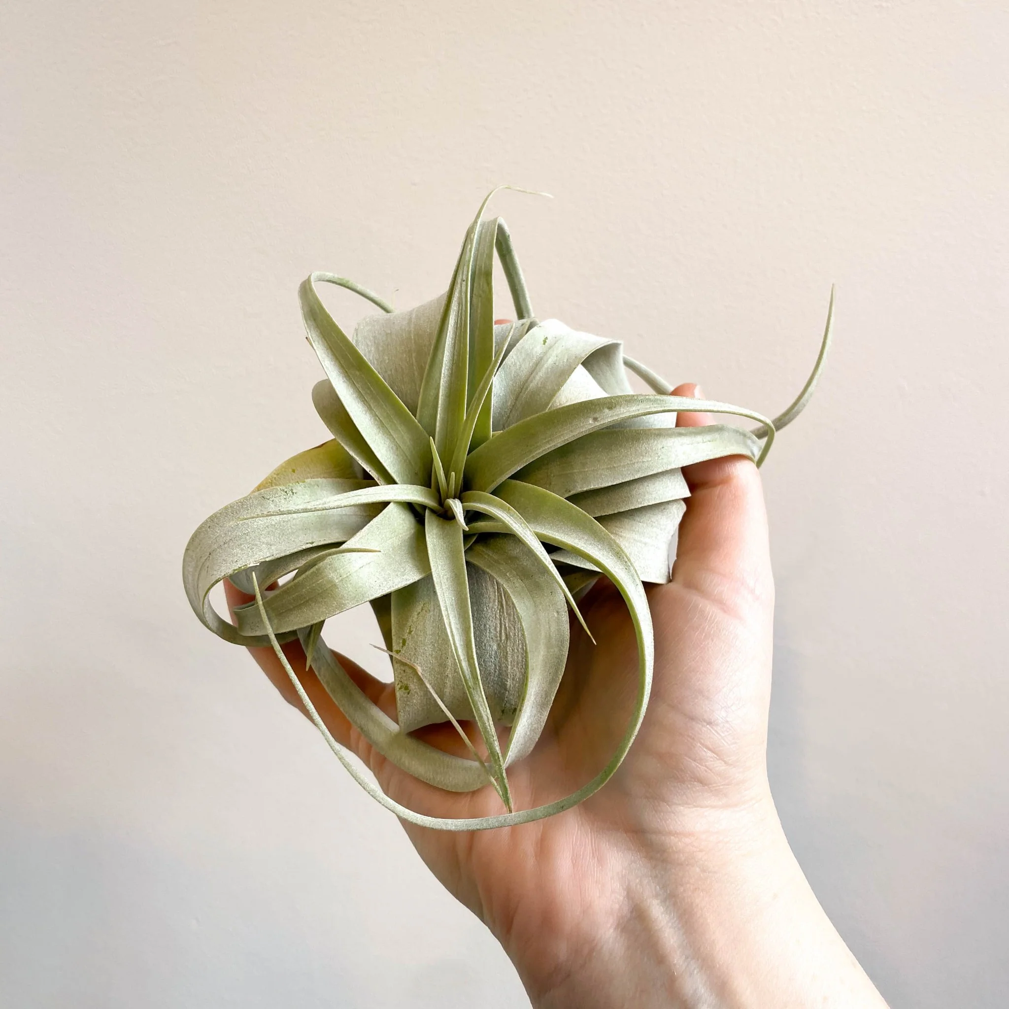 Tillandsia xerographica - Giant Air Plant - Image 10