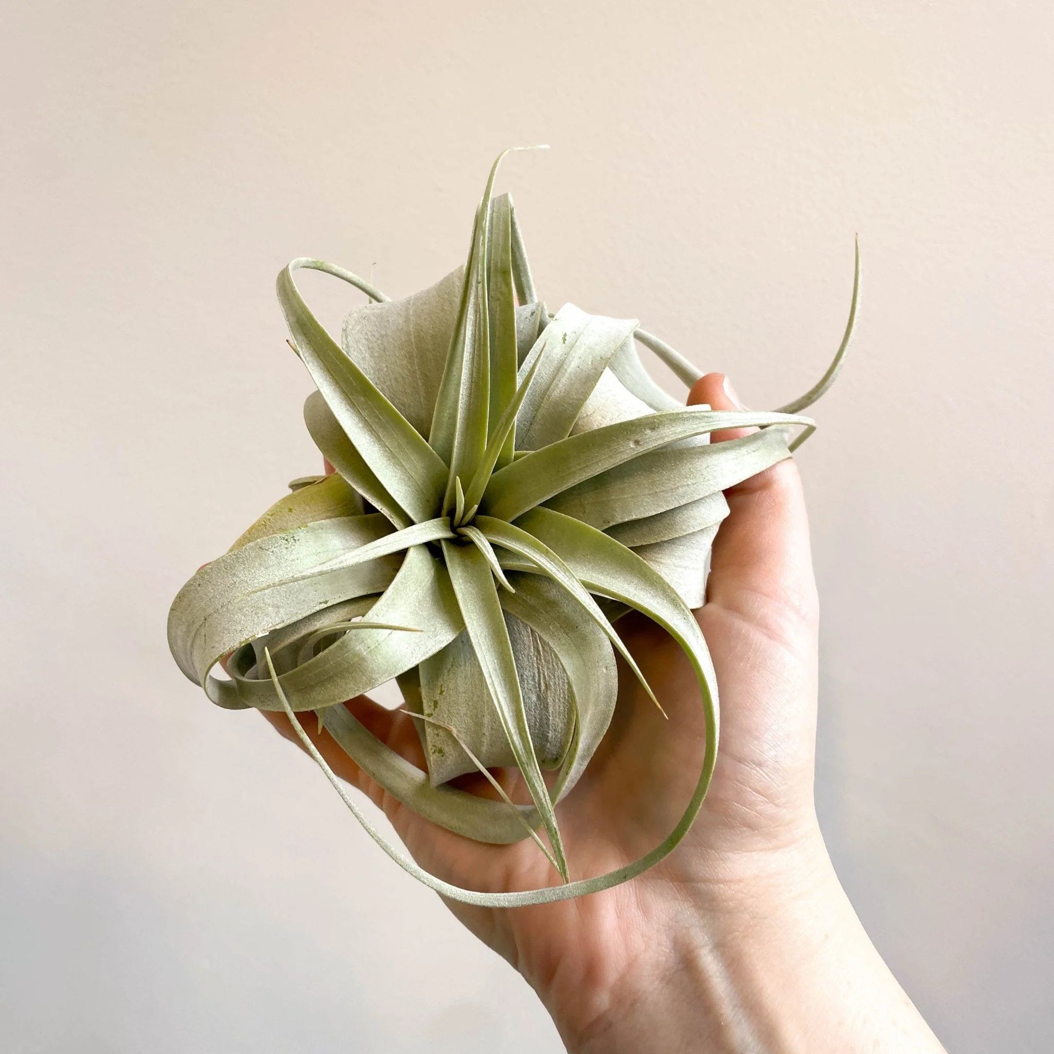 Tillandsia xerographica - Giant Air Plant - Image 11