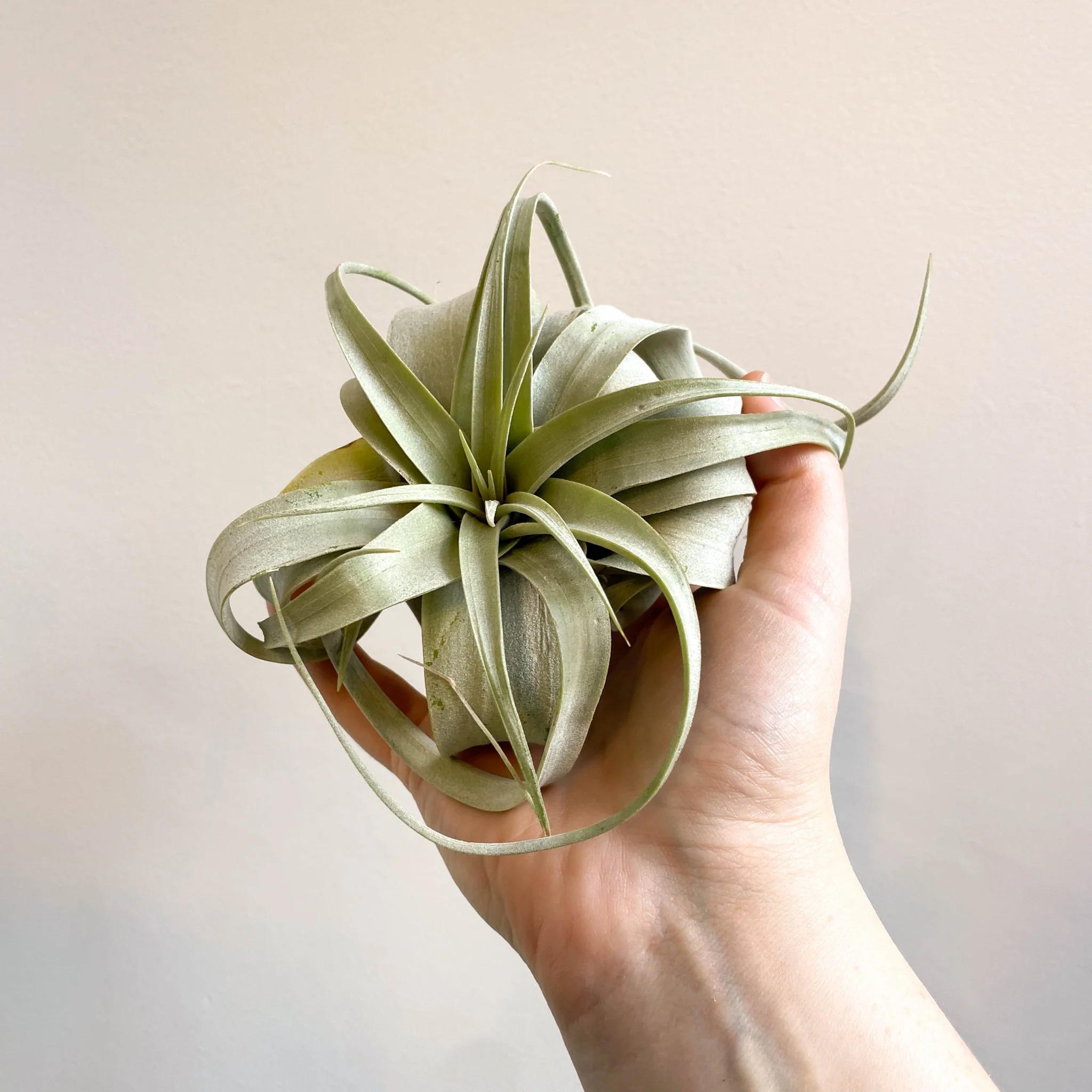 Tillandsia xerographica - Giant Air Plant - Image 12