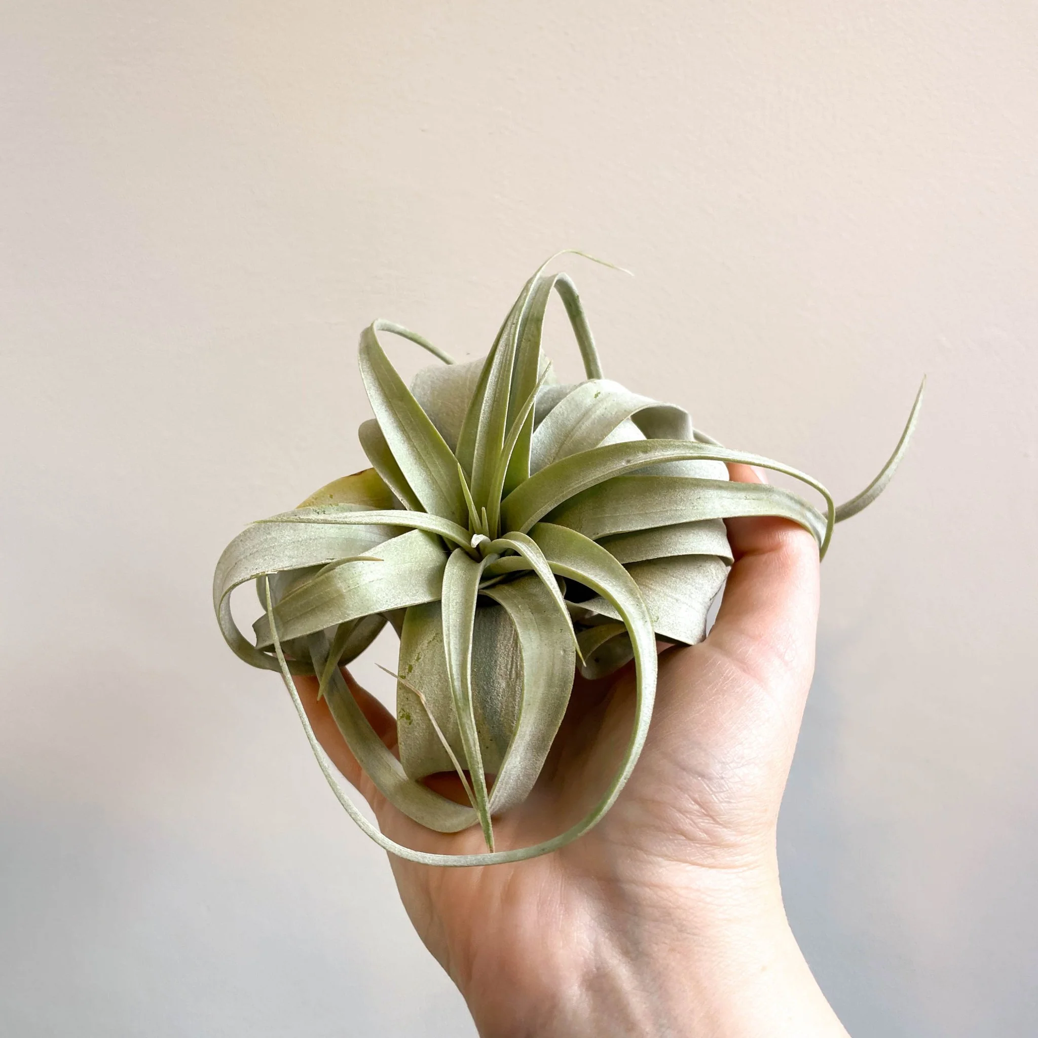 Tillandsia xerographica - Giant Air Plant - Image 13