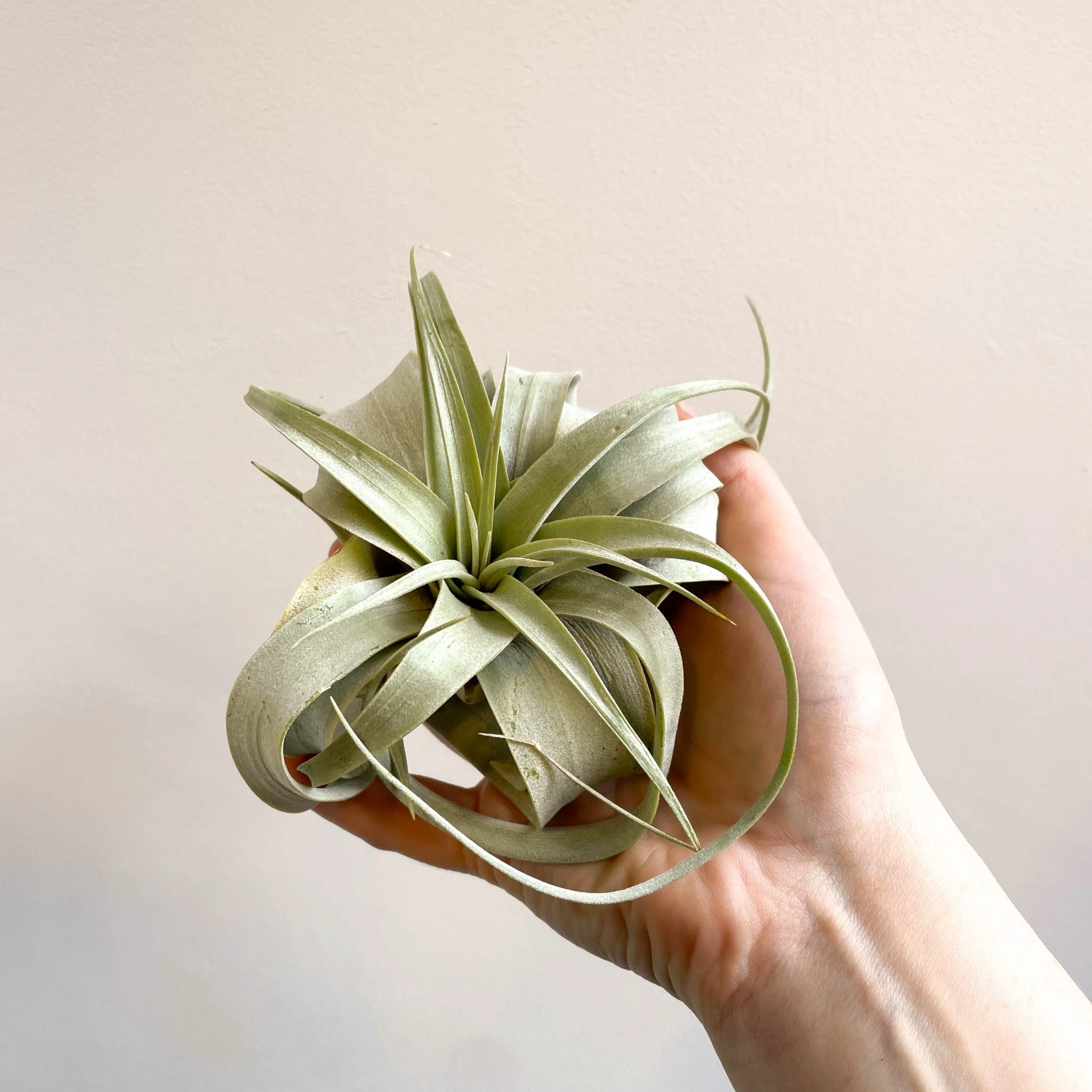 Tillandsia xerographica - Giant Air Plant - Image 14